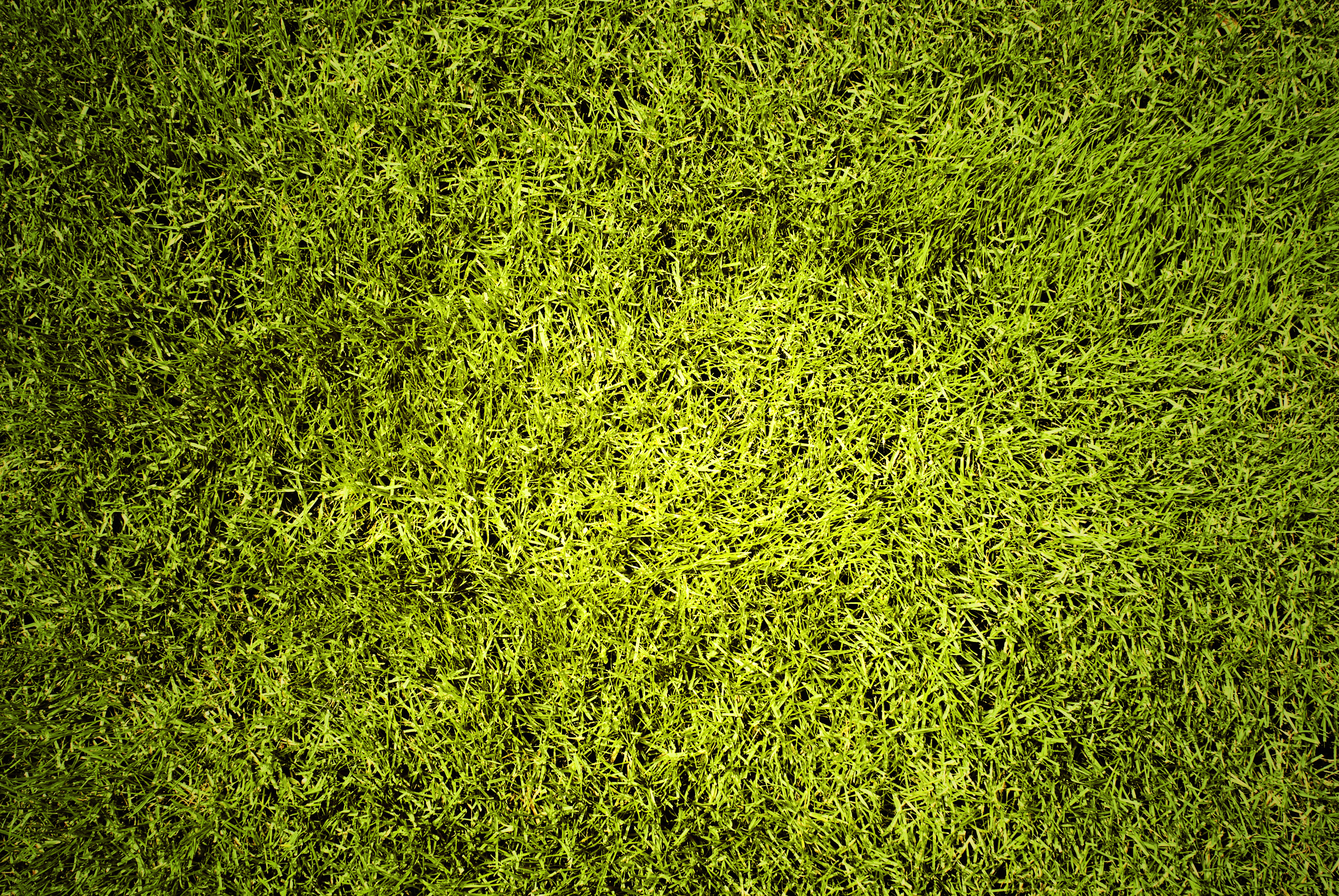 Lawn Grass Greenery Texture Green