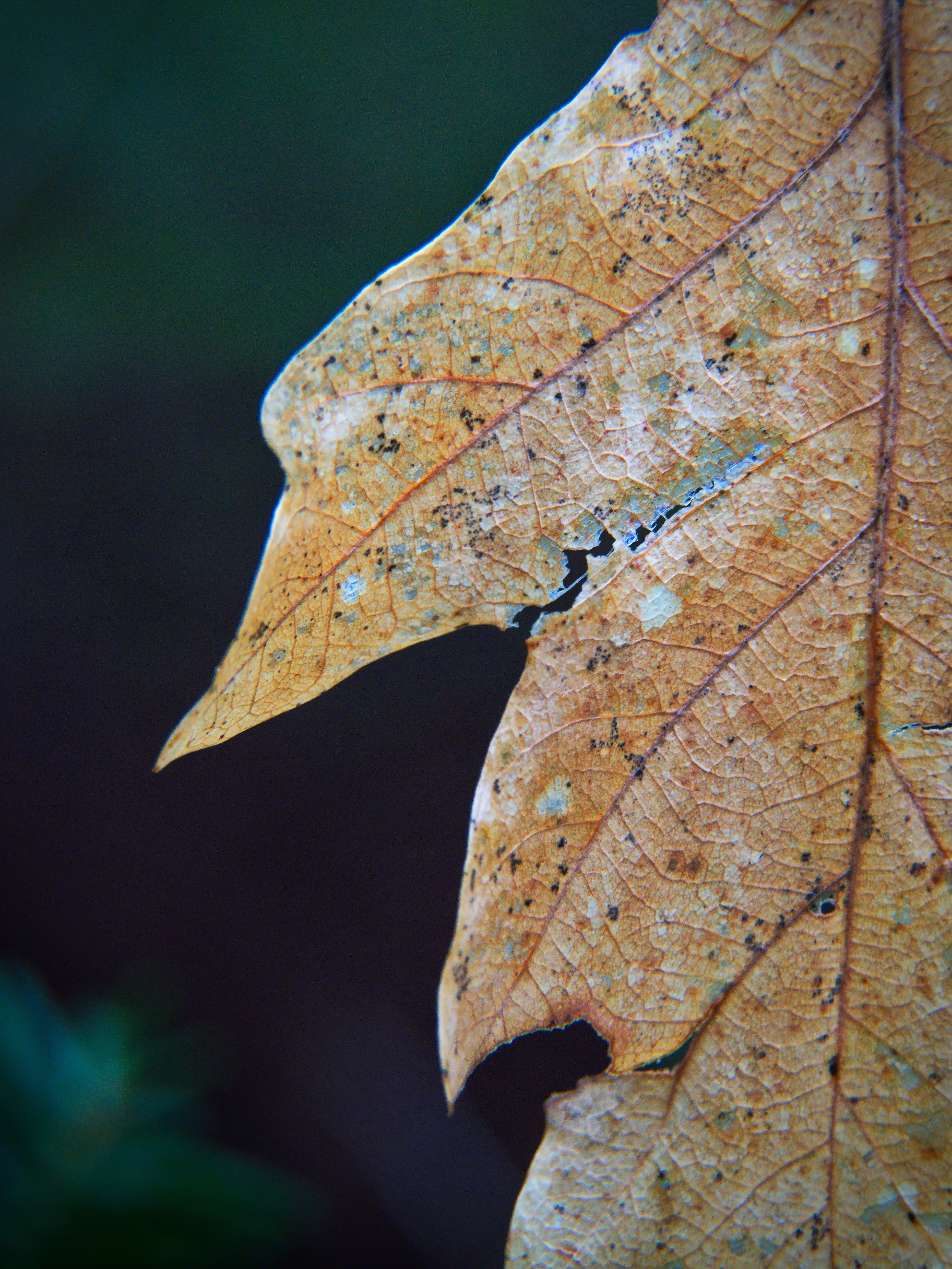 Leaf Dry Autumn Macro