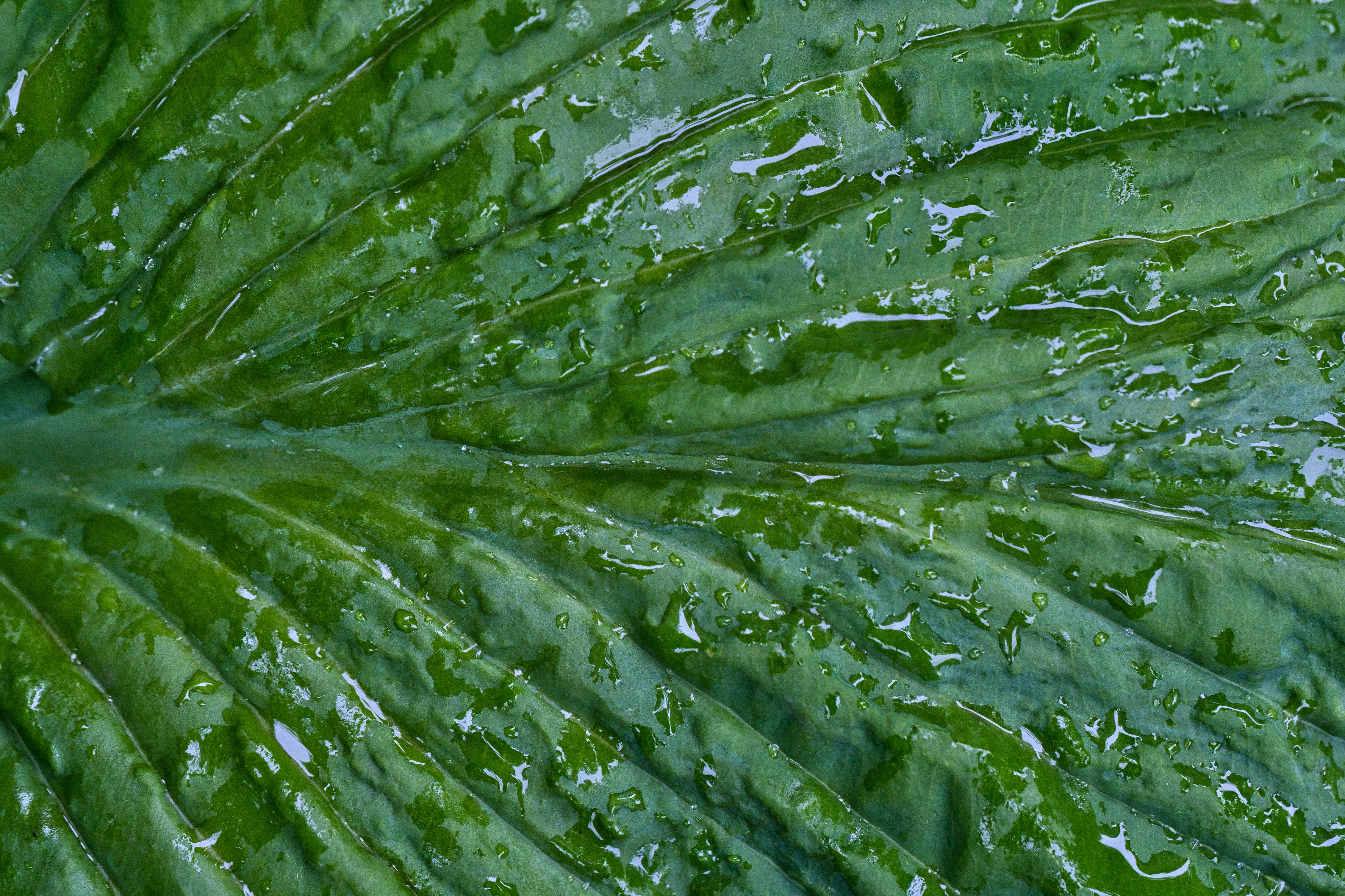 Leaf Folds Drops Water Macro Green