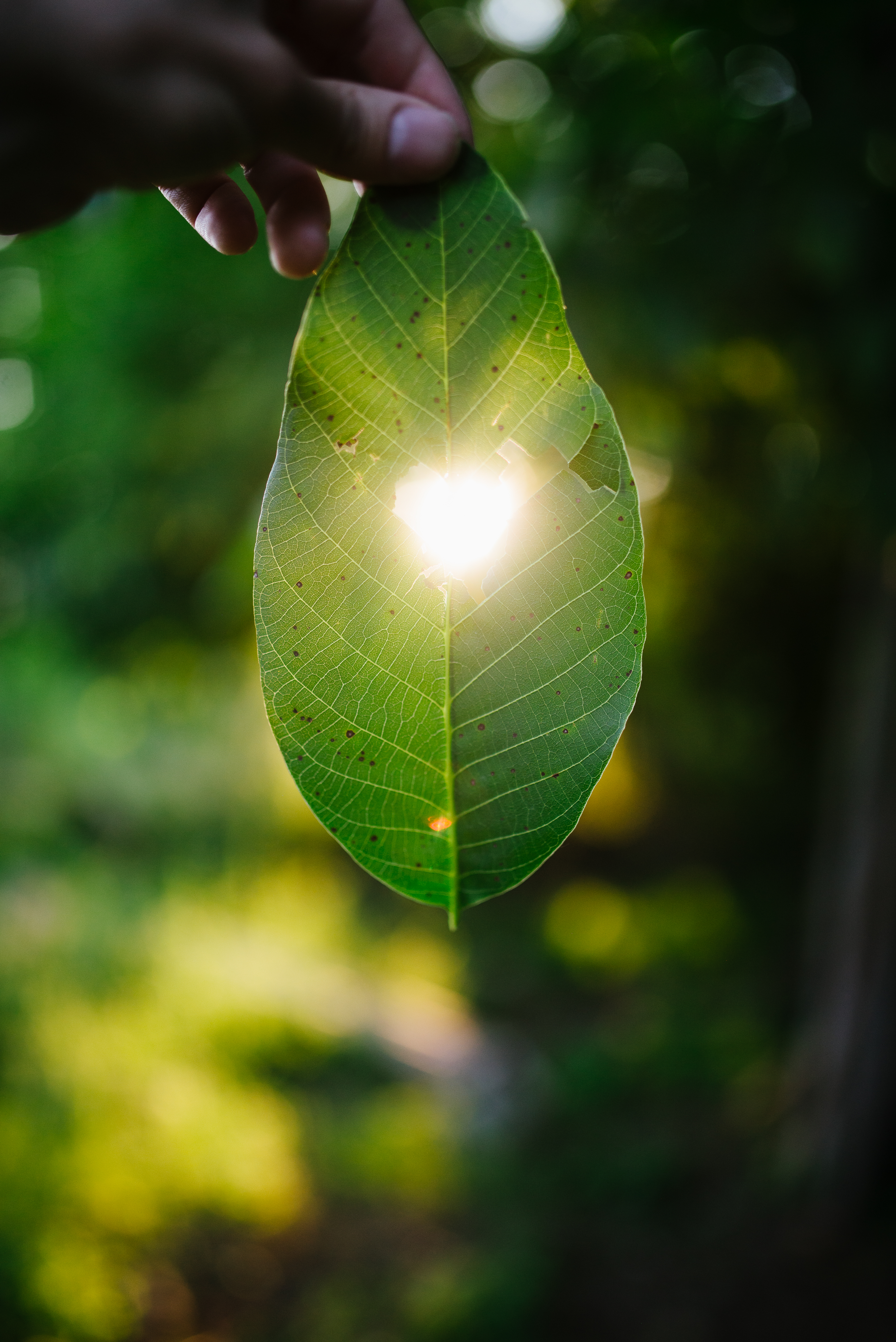 Leaf Heart Light Macro