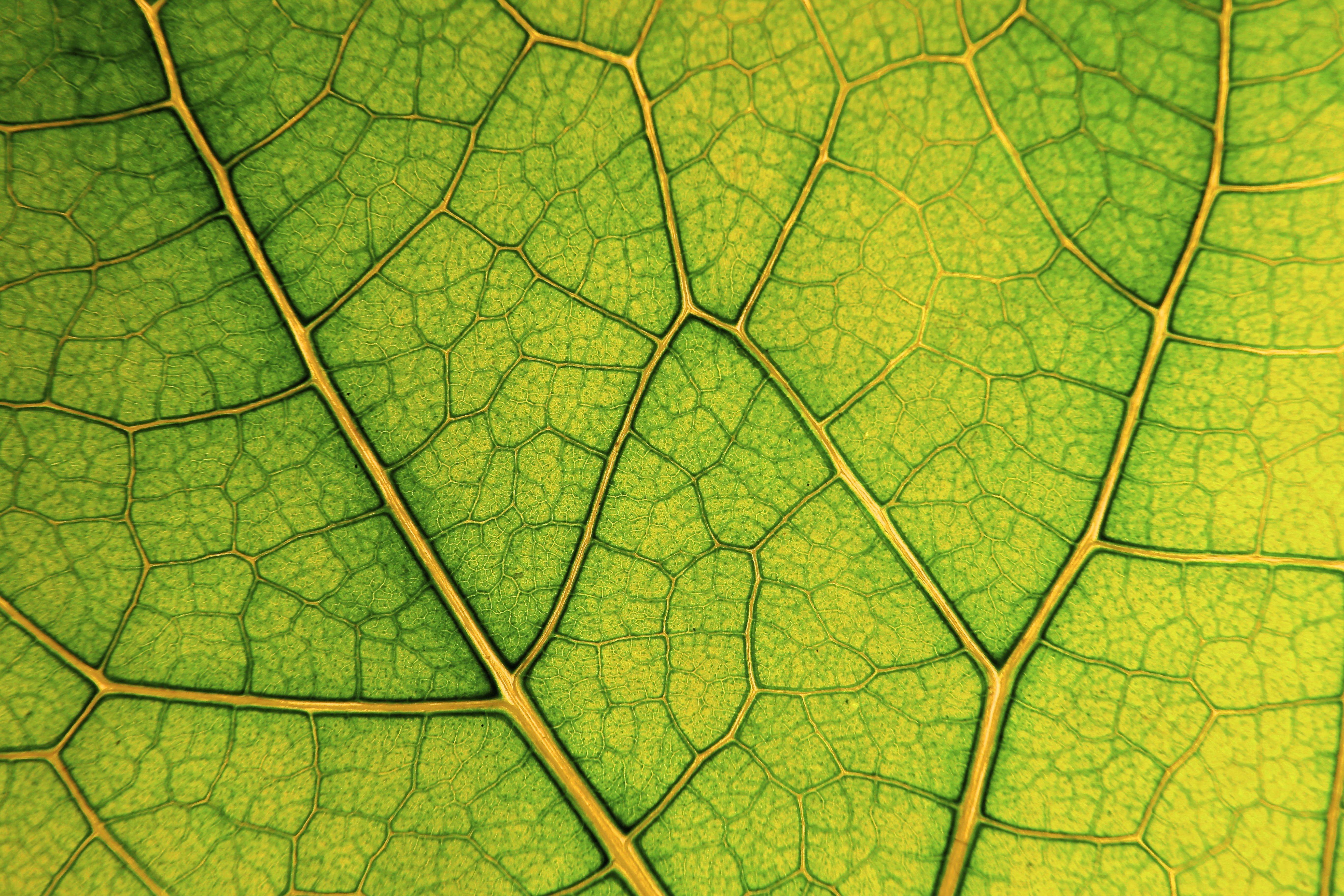 Leaf Lines Veins Macro Green