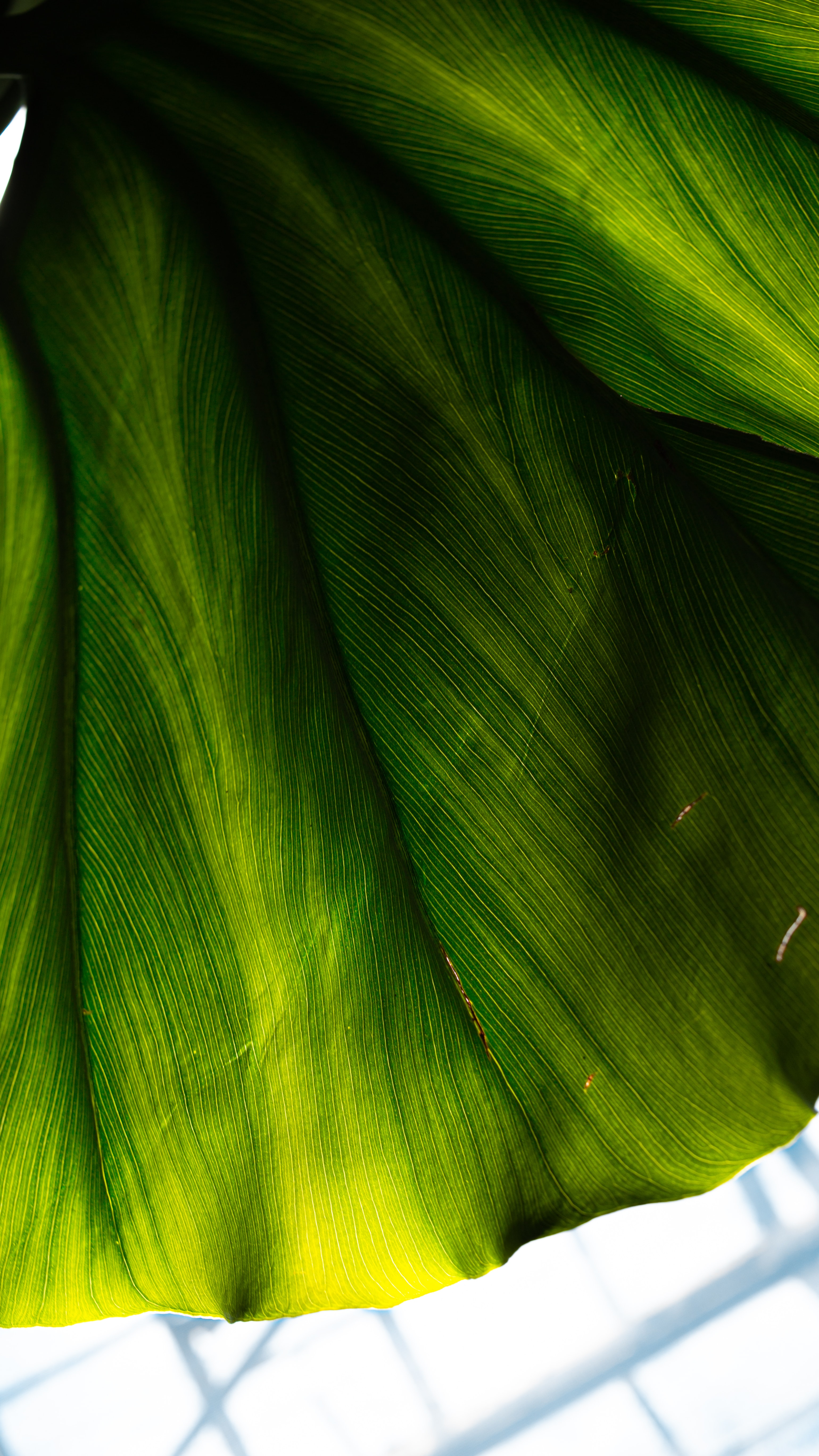Leaf Macro Surface Green Plant
