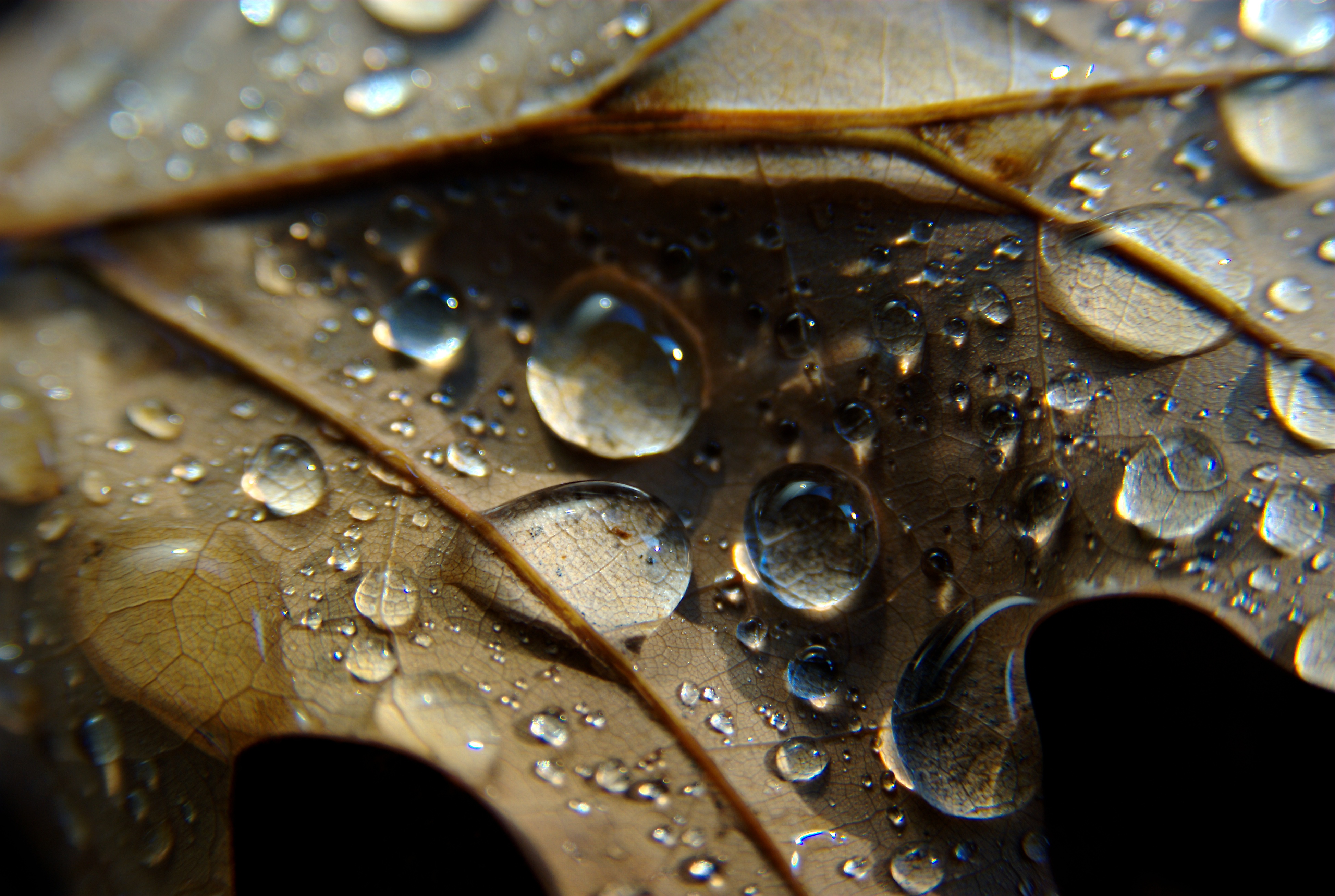 Leaf Veins Drops Wet Macro