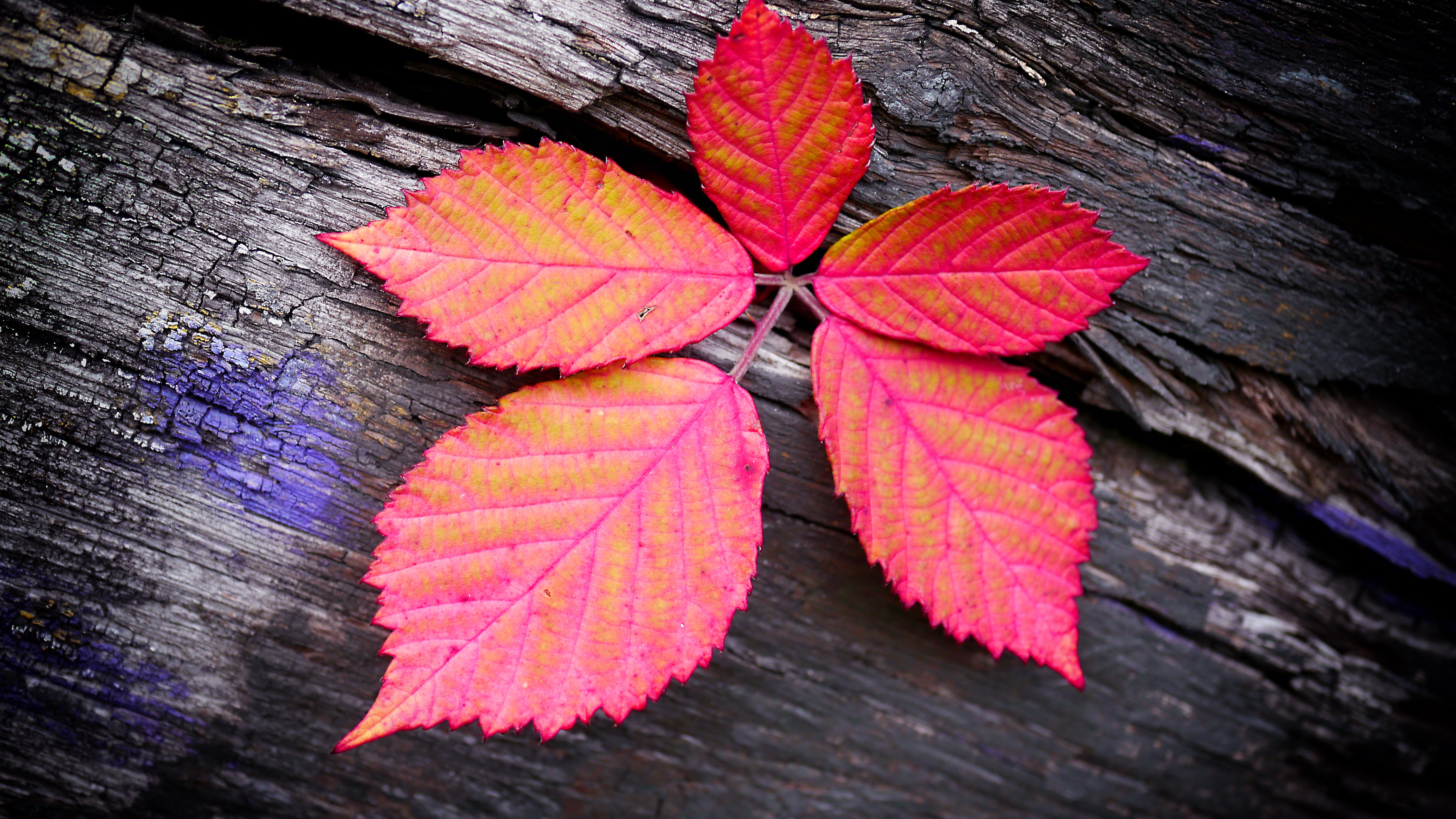 Leaf Veins Red Wood Macro