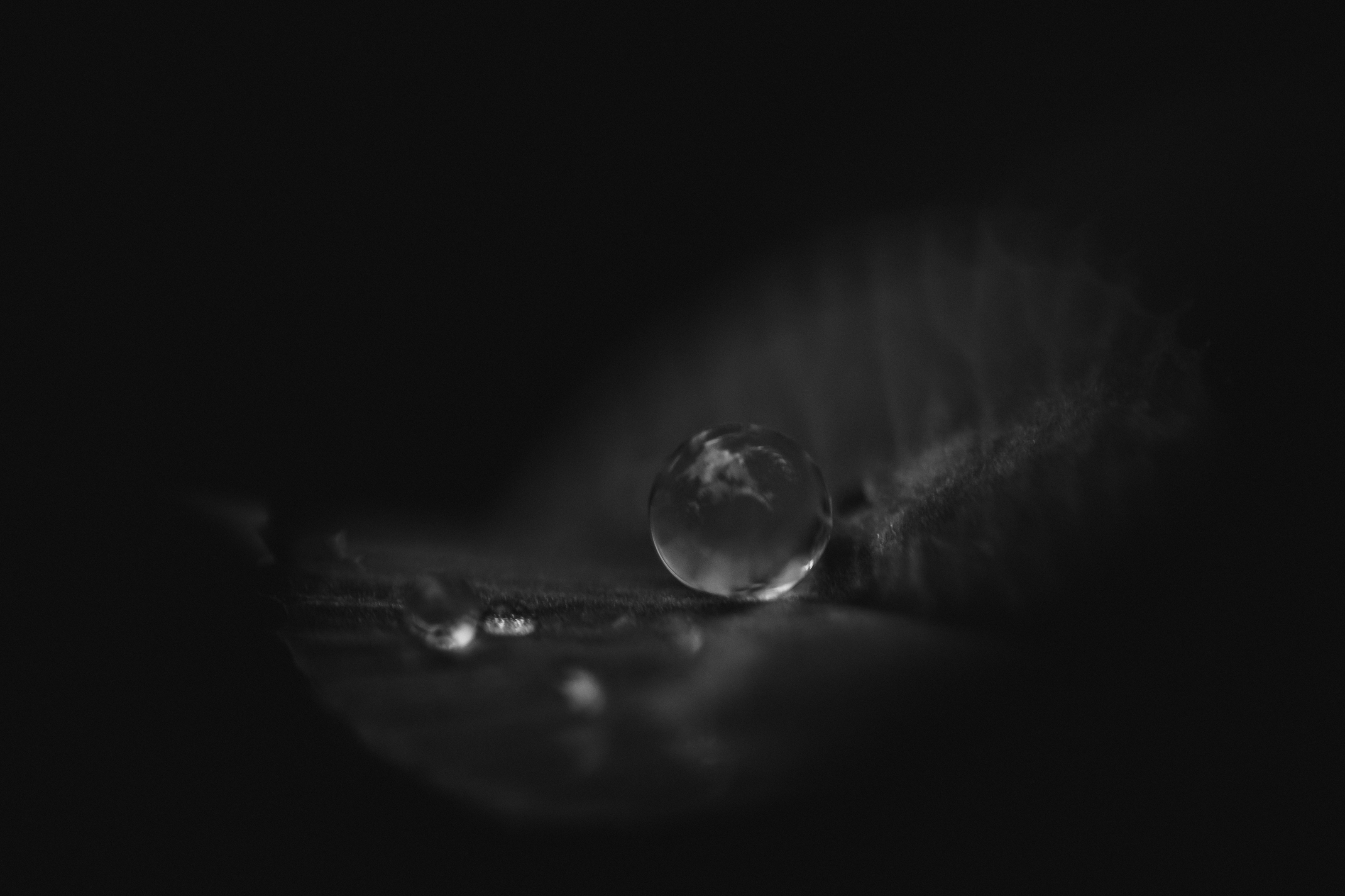 Leaf Water Drop Macro Black-and-white Black