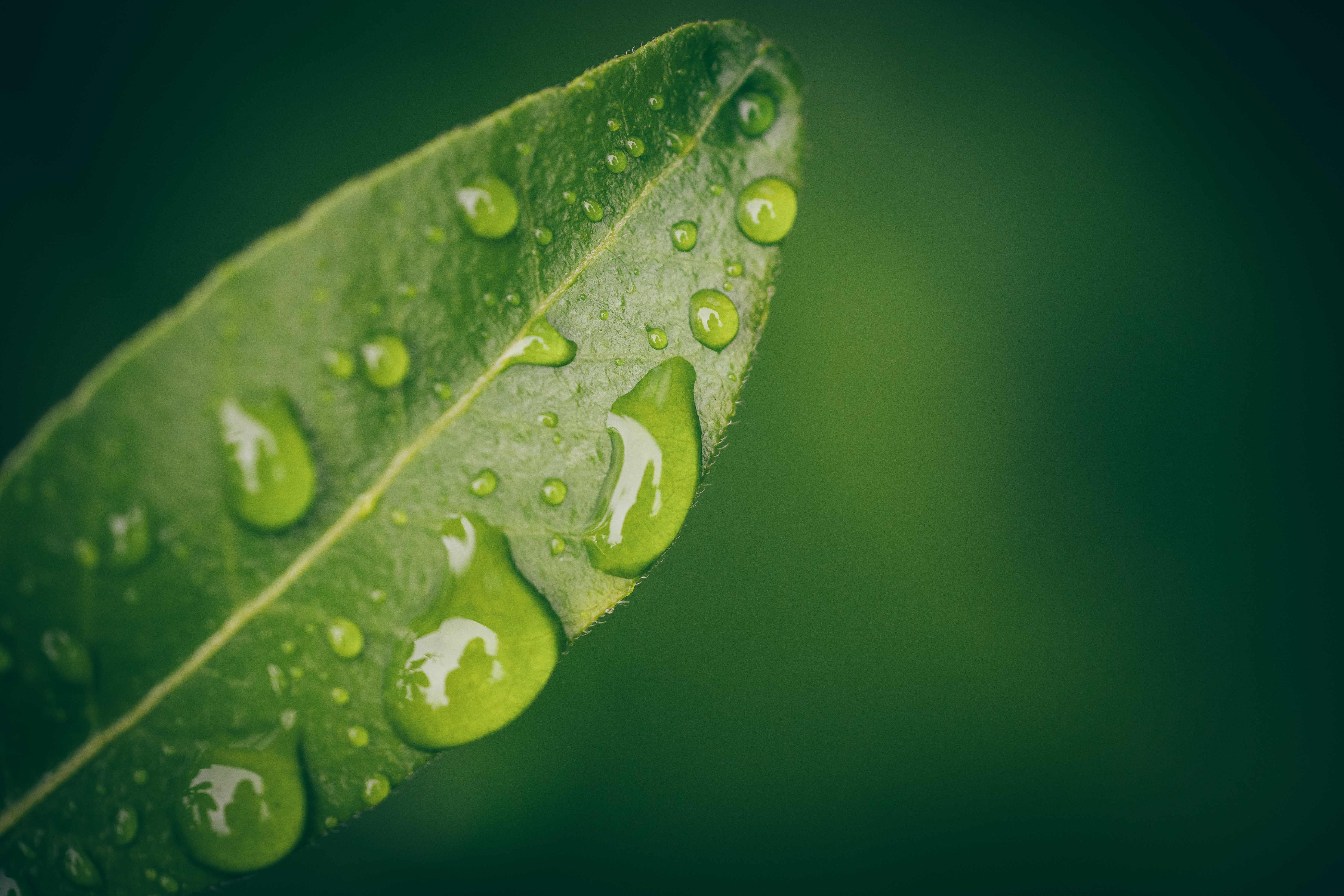 Leaf Water Drops Wet Macro Green