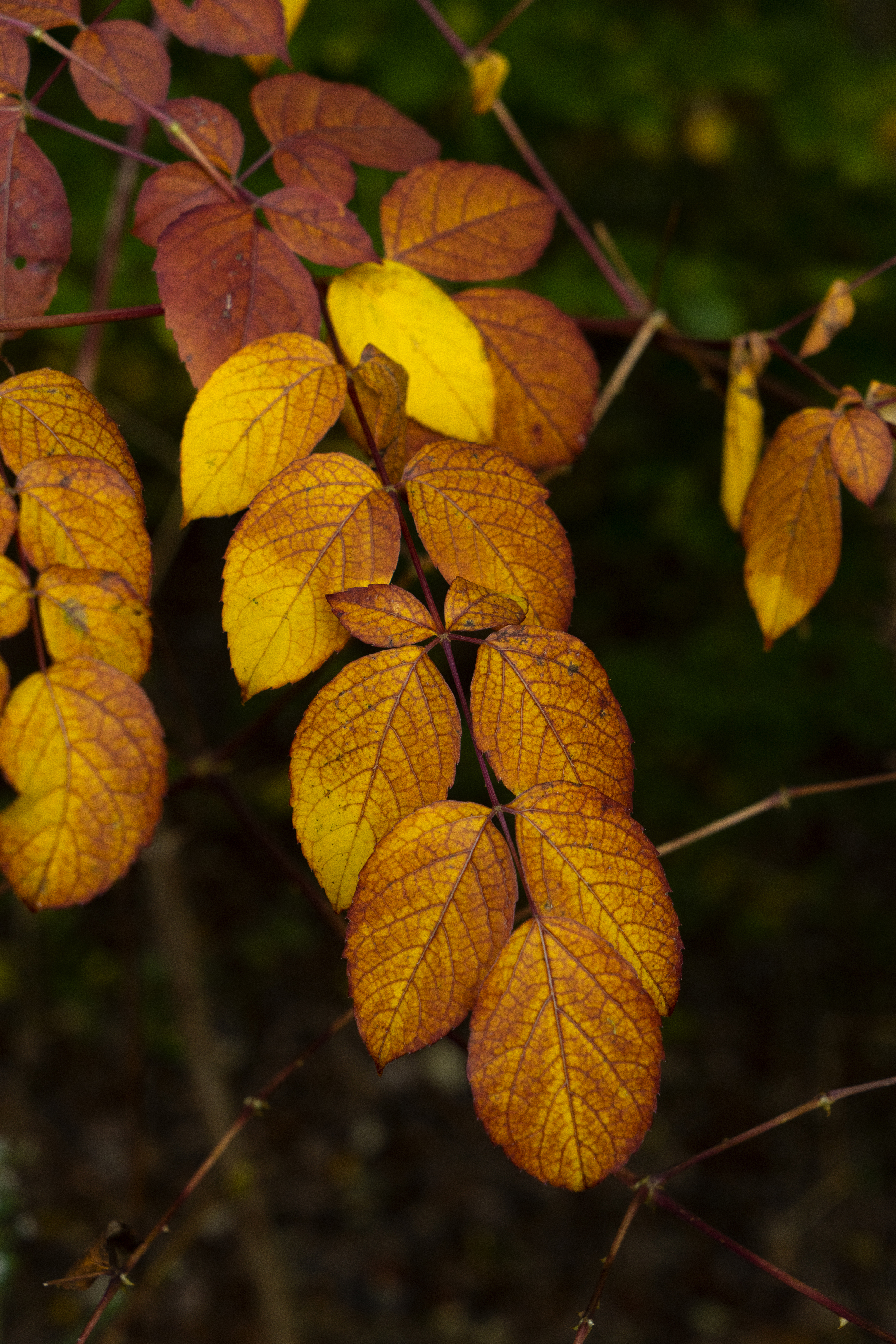 Leaves Branch Autumn Macro