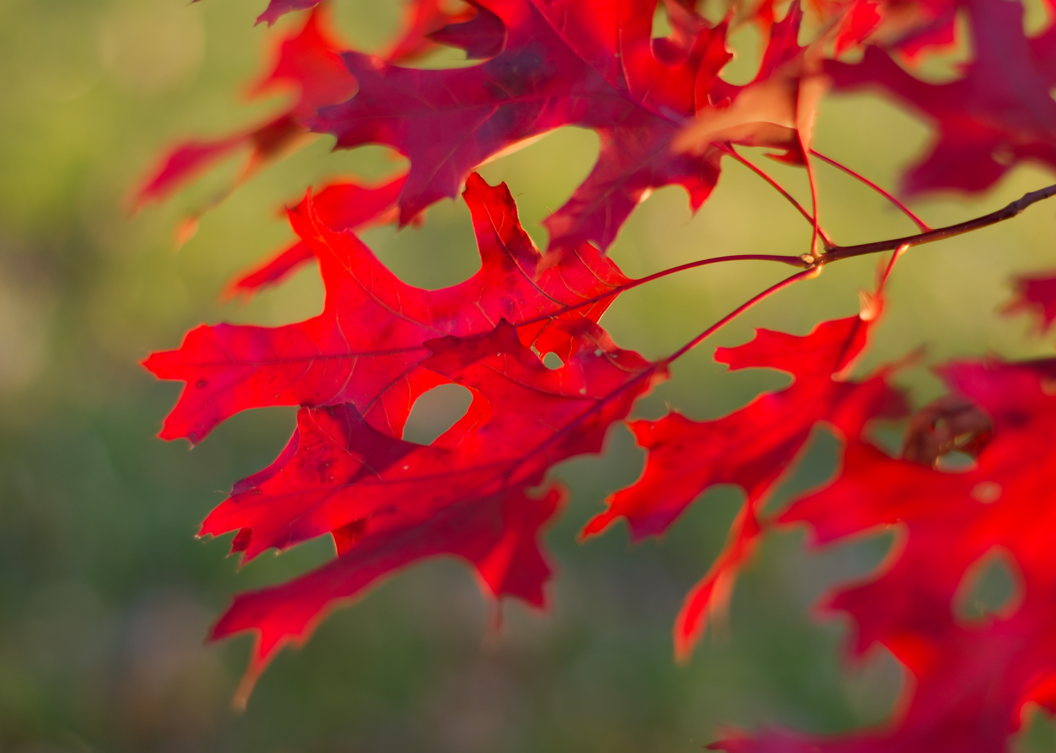 Leaves Branch Red Autumn Macro