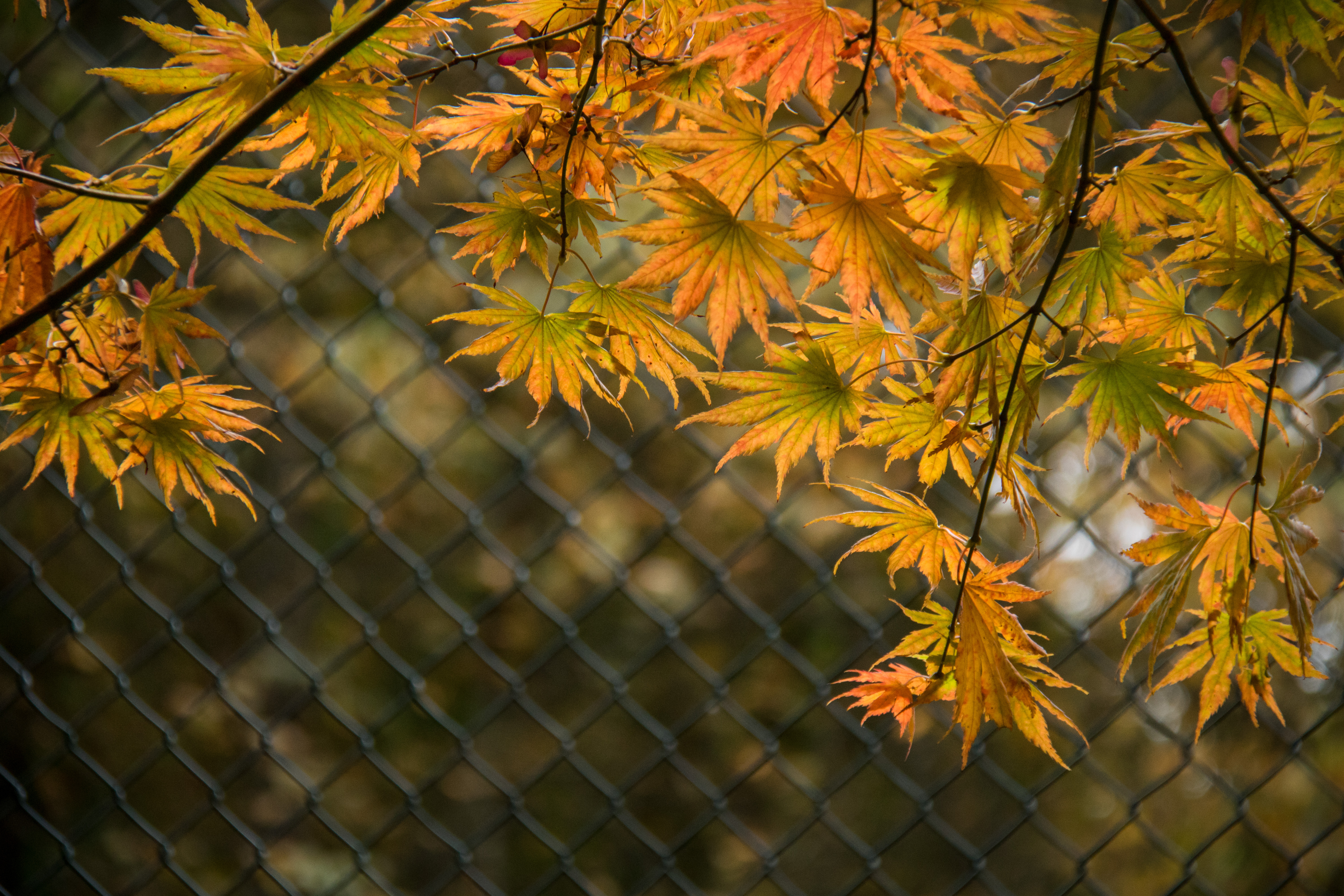 Leaves Branches Fence Macro Autumn