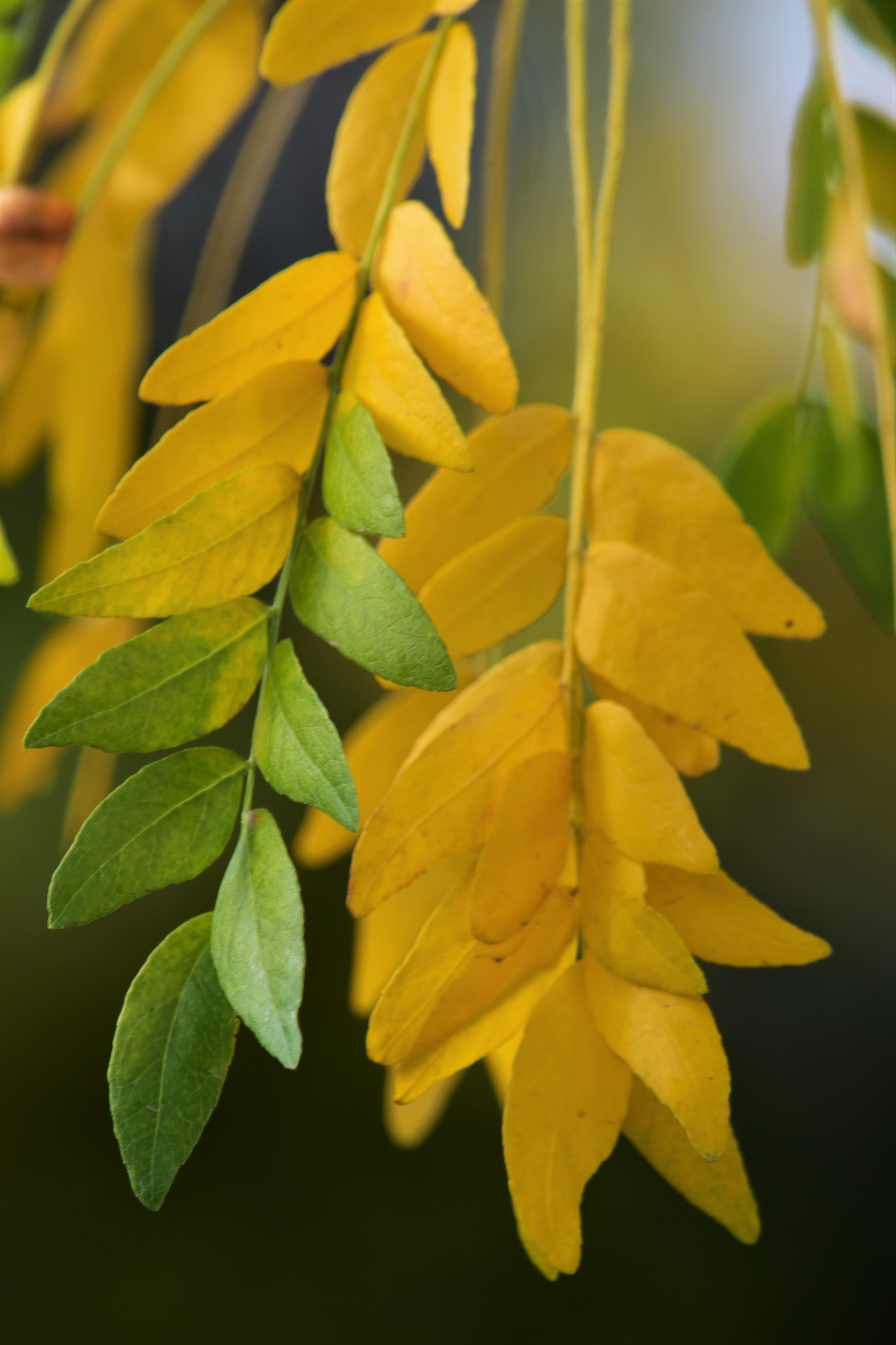 Leaves Branches Yellow Green Macro