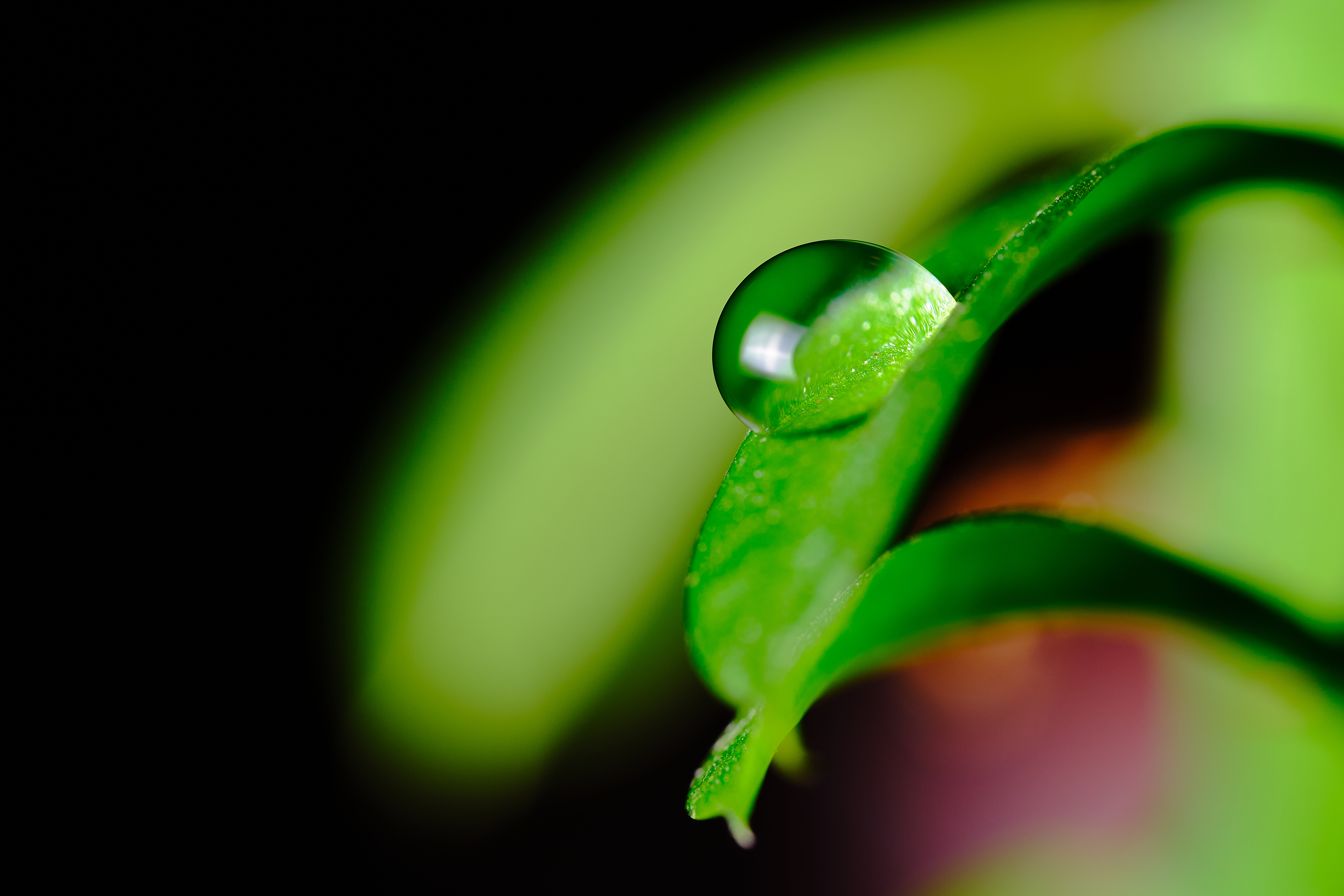 Leaves Drop Macro Green