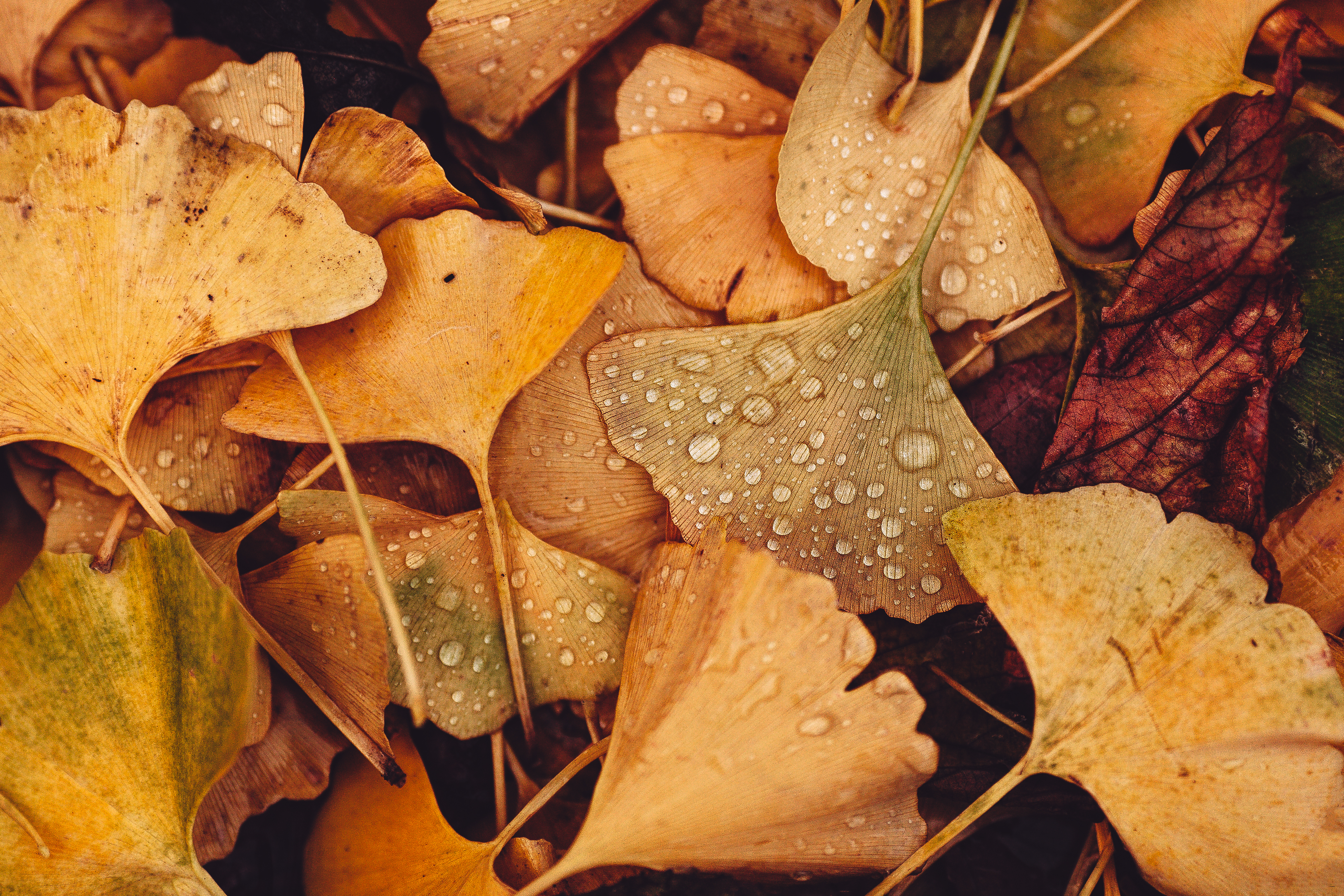 Leaves Drops Autumn Macro Yellow