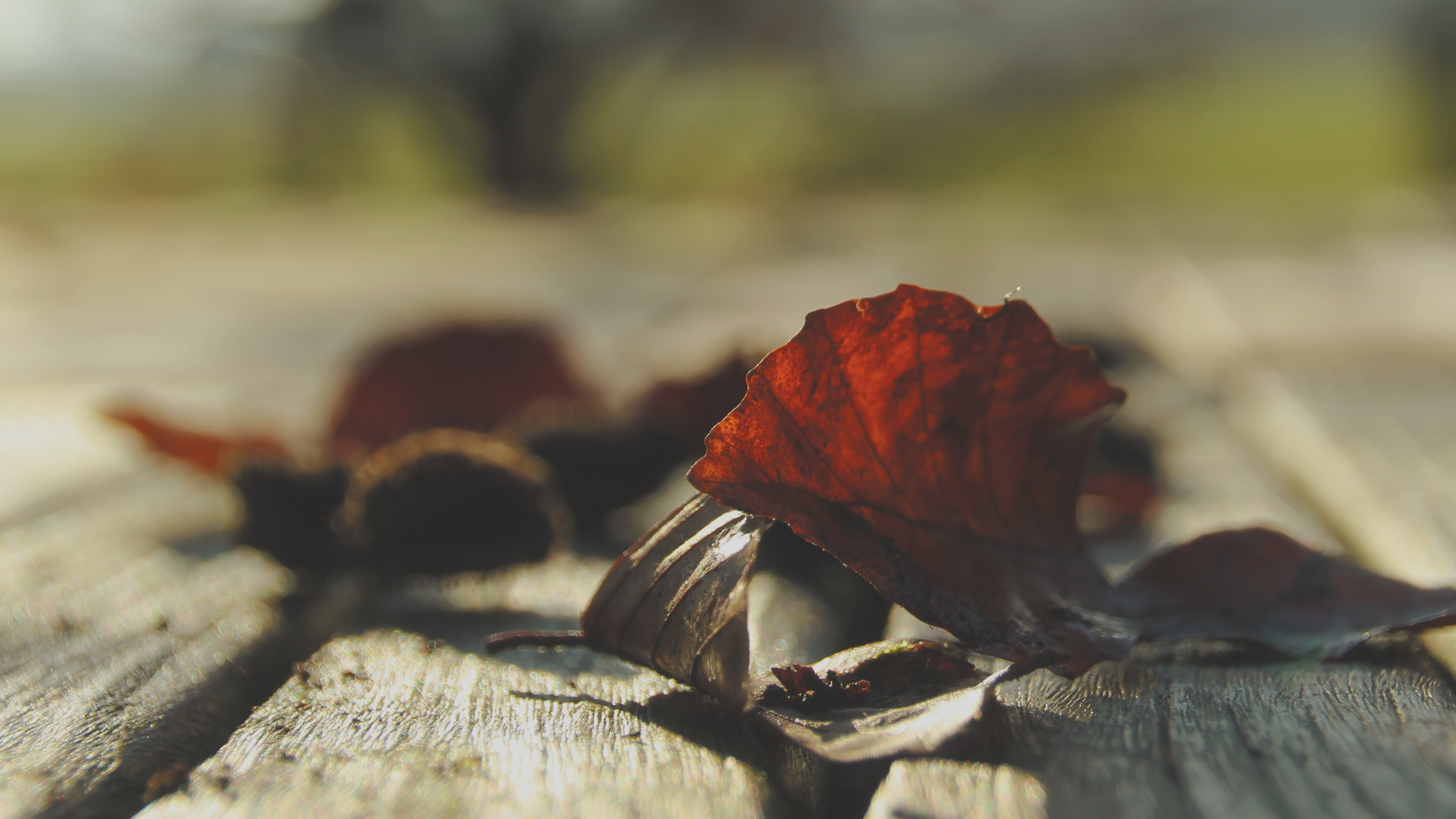 Leaves Dry Autumn Wood Boards Macro