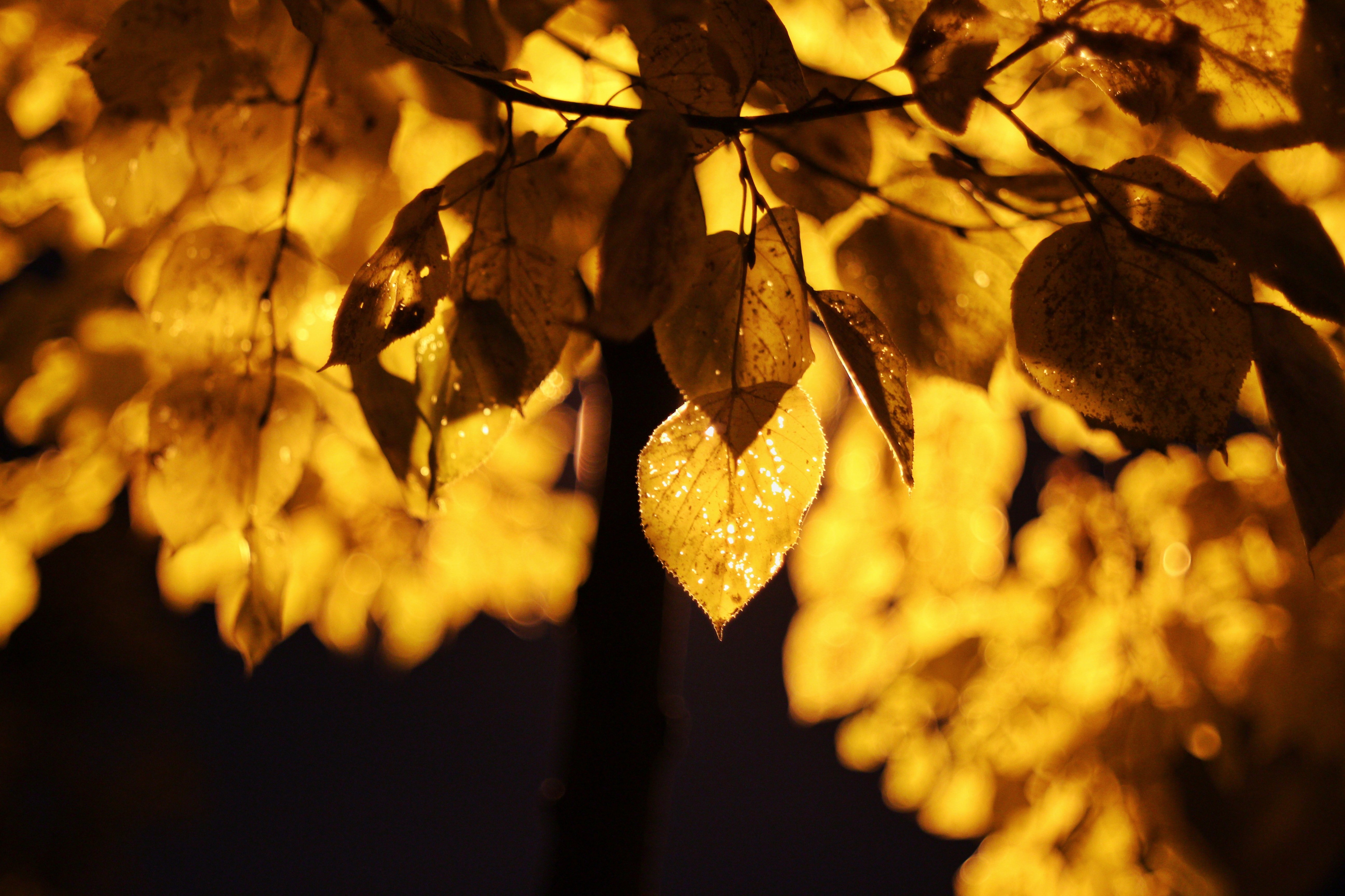 Leaves Light Yellow Macro Autumn