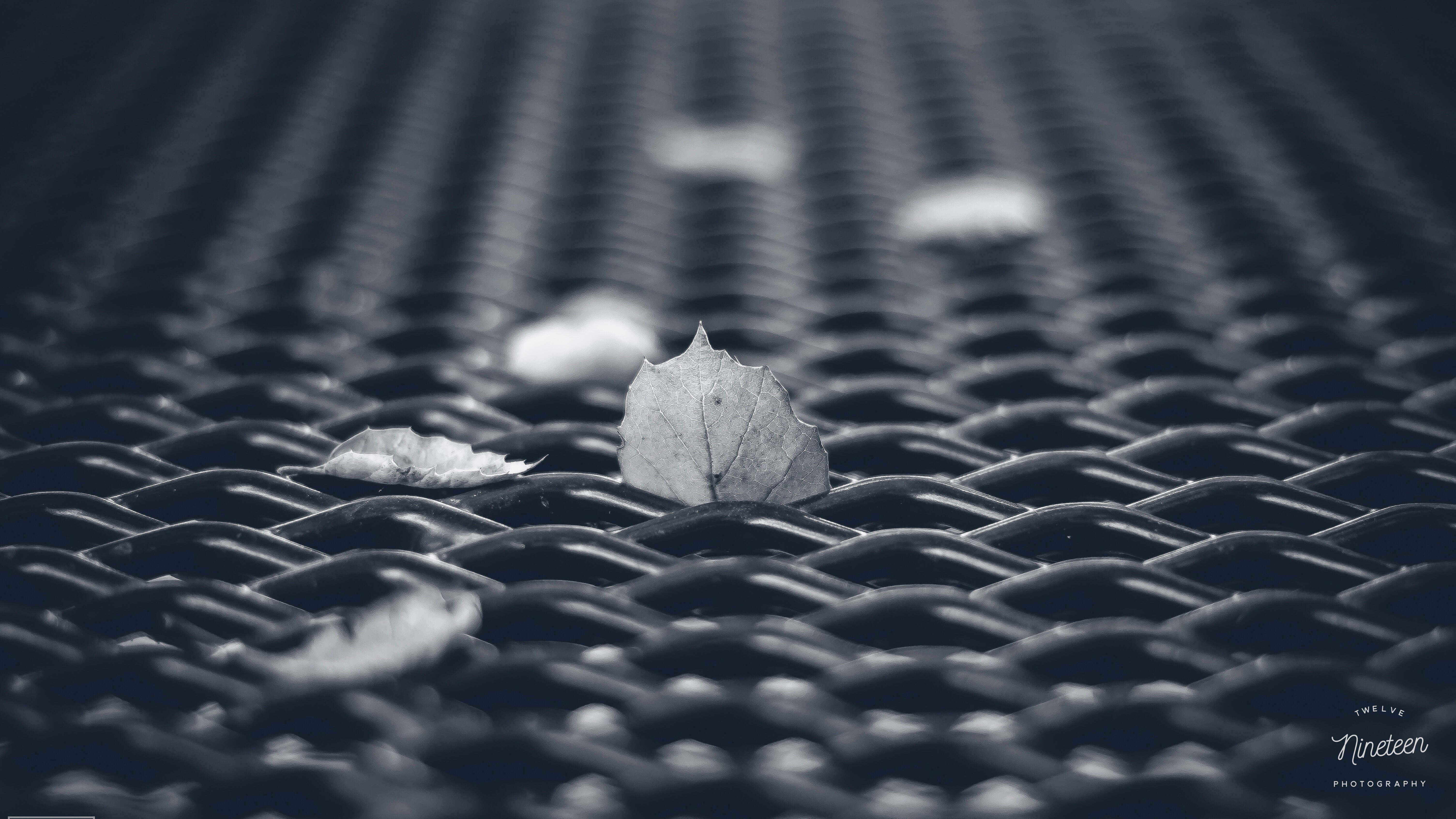 Leaves Mesh Autumn Macro Black-and-white