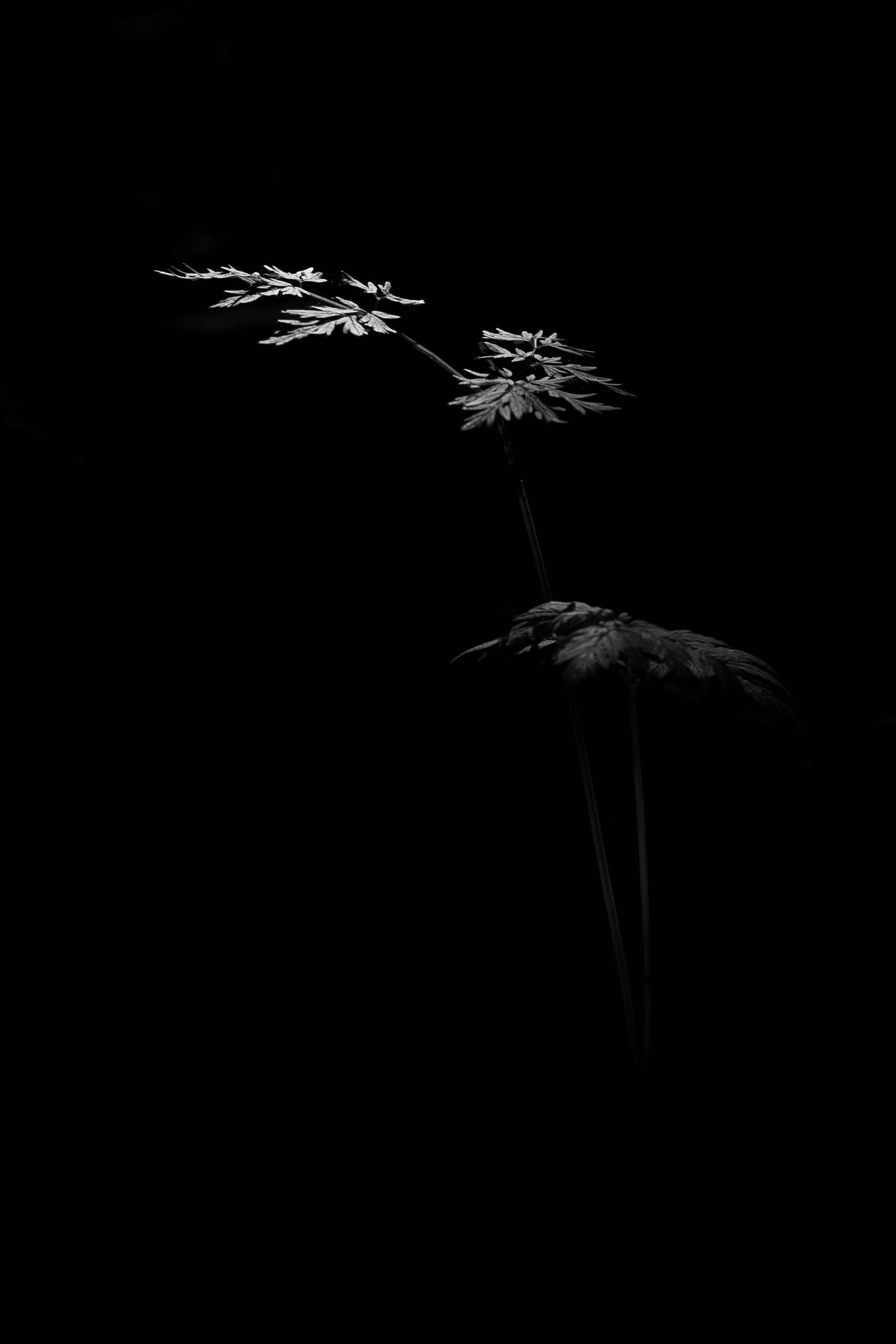 Leaves Plant Black-and-white Black