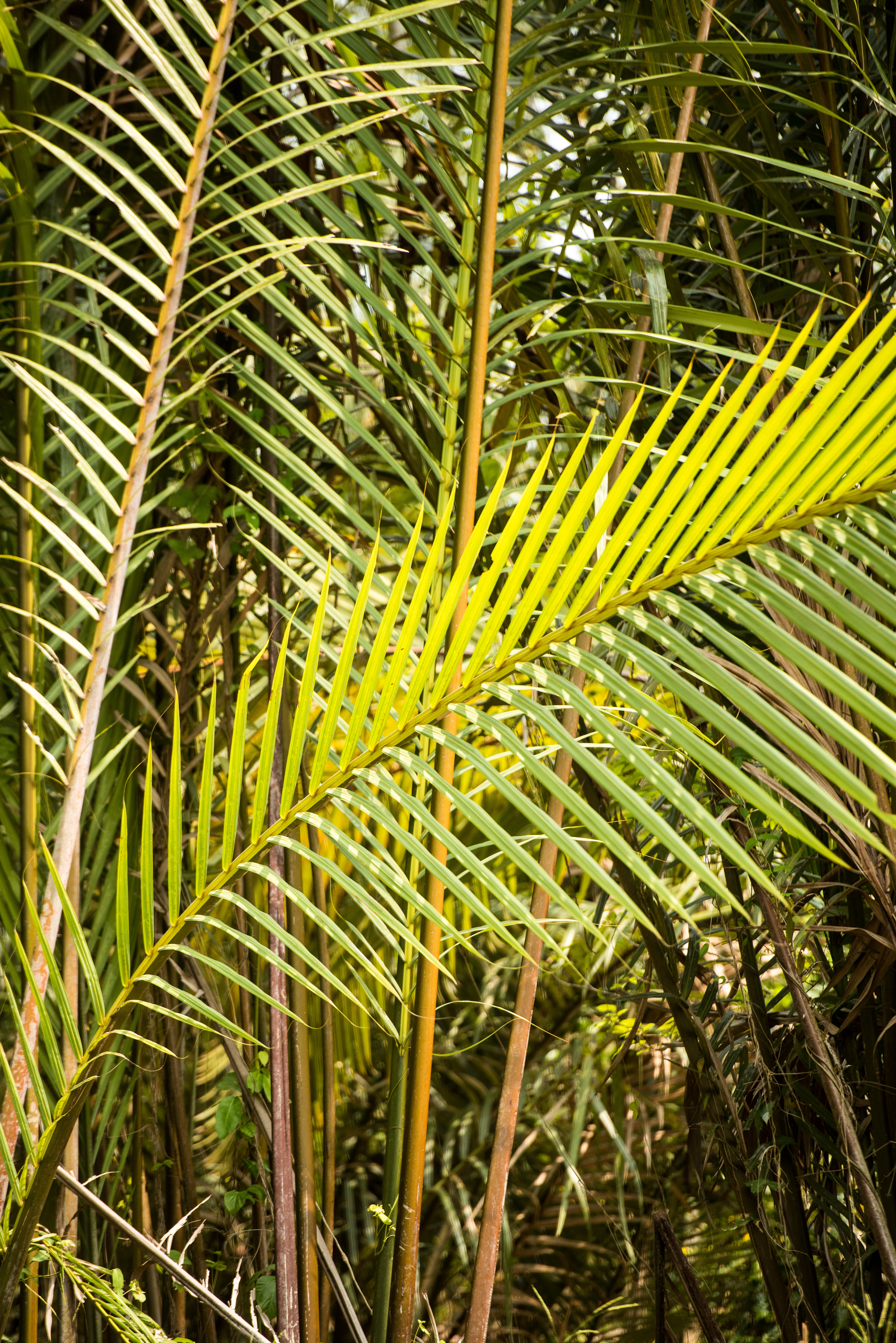 Leaves Tropics Macro Green