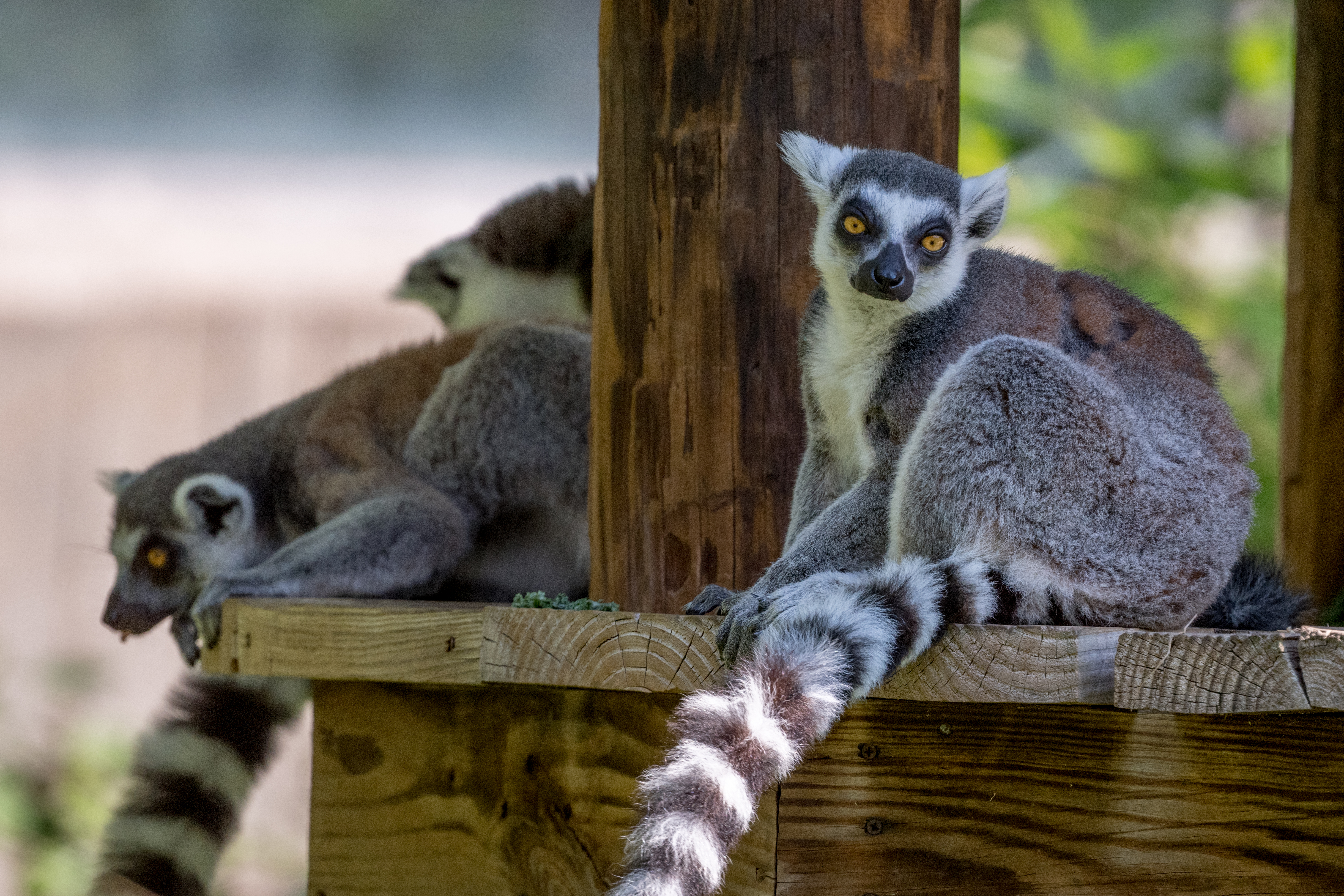 Lemur Animal Glance