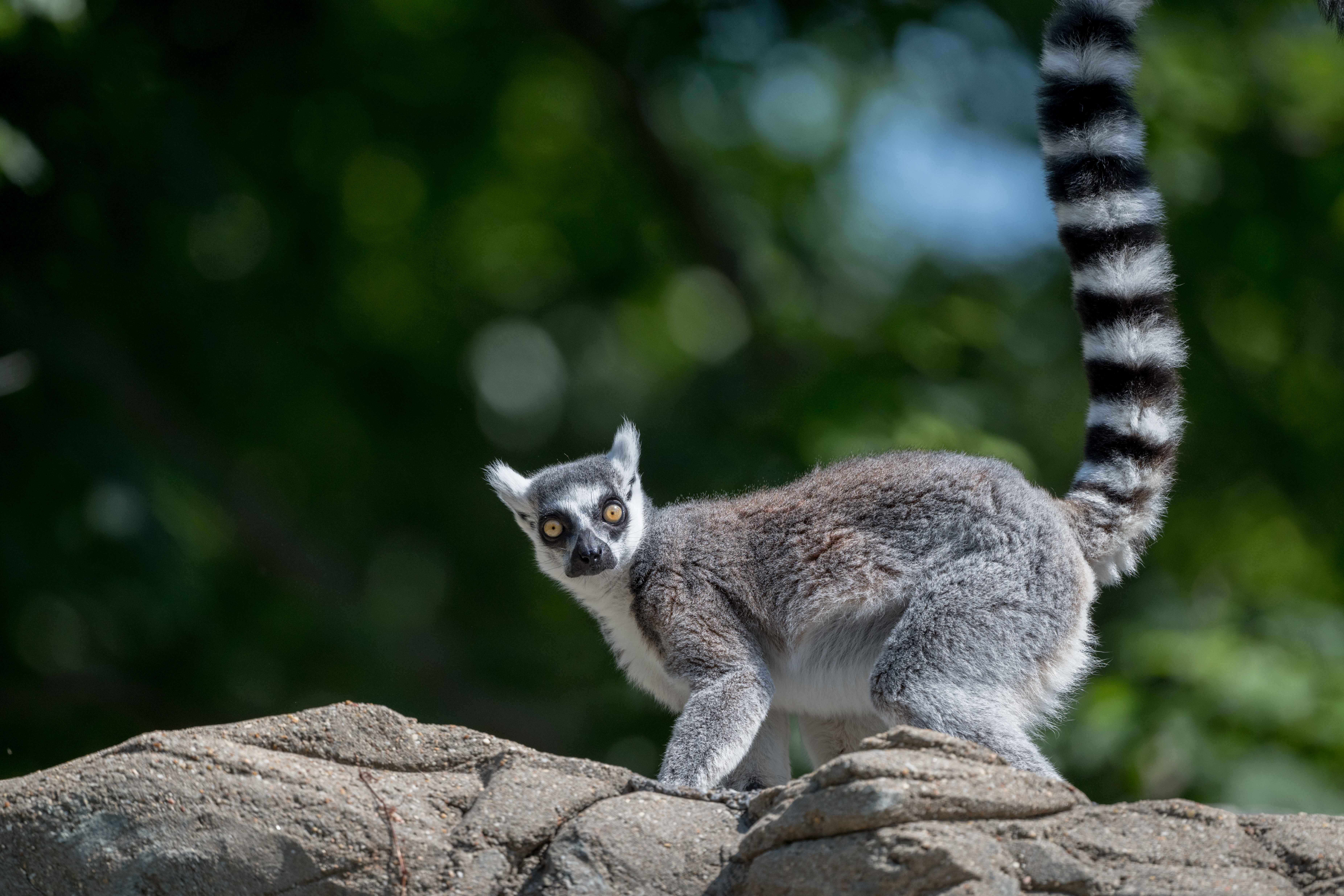 Lemur Animal Glance Funny