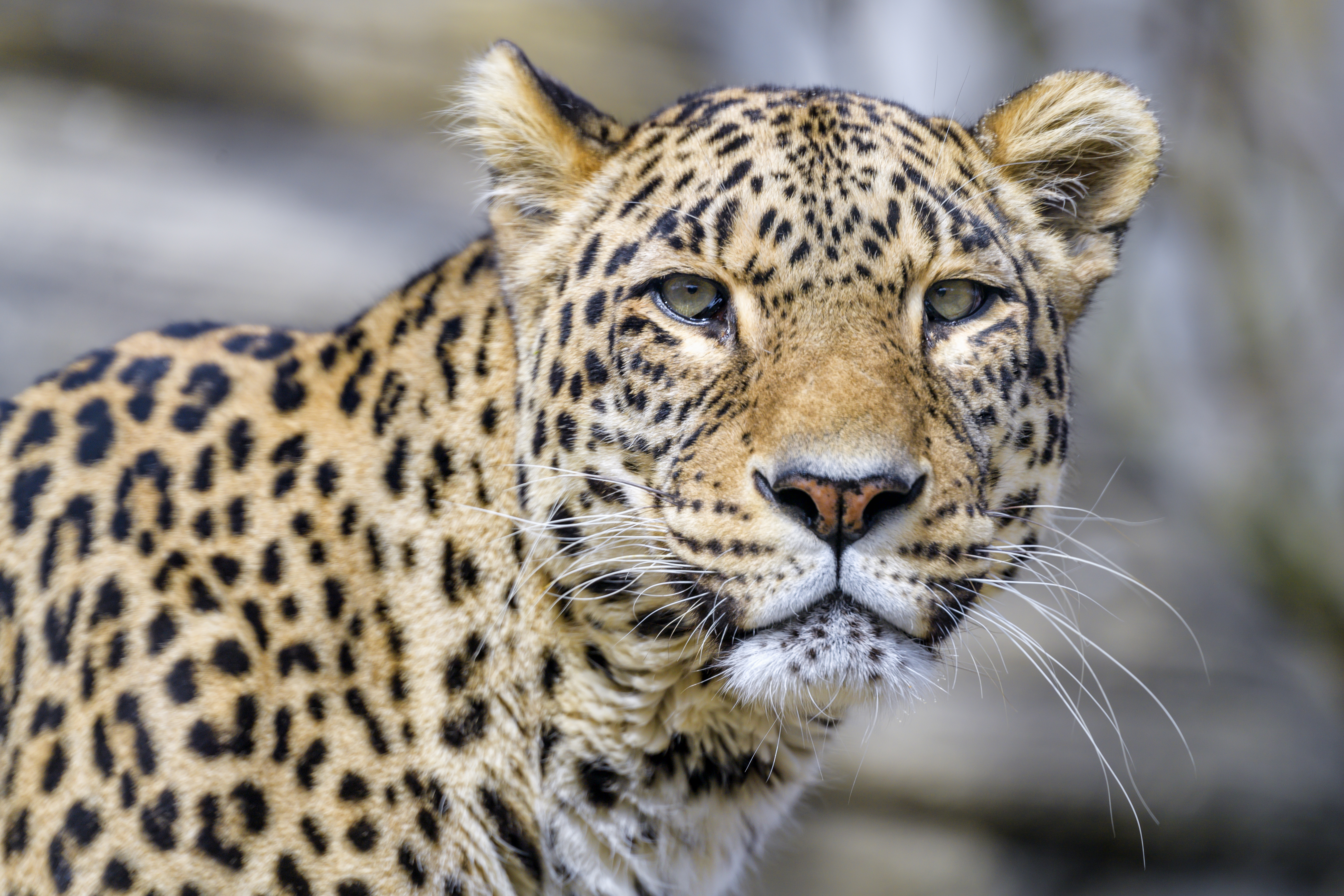 Leopard Glance Animal Predator