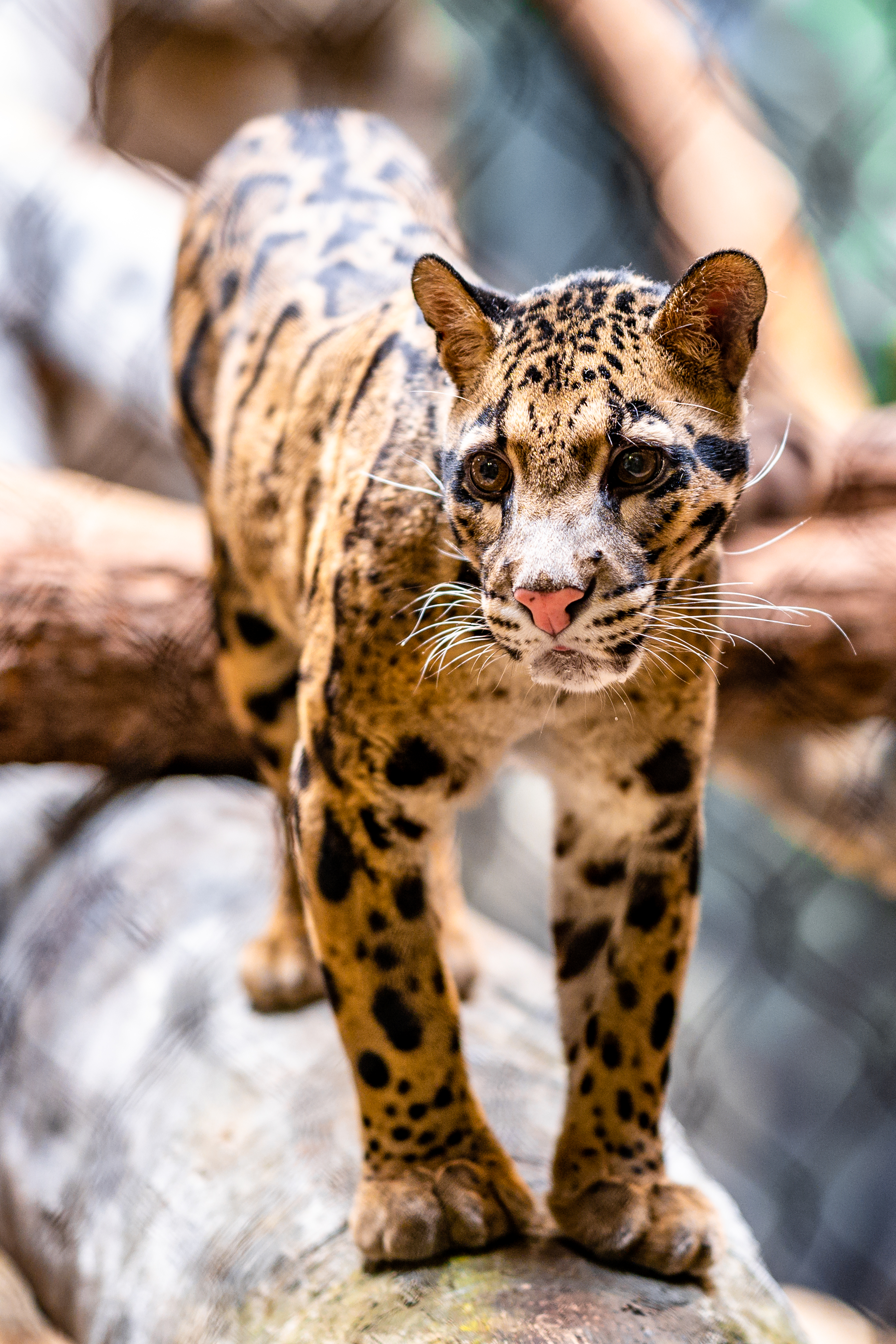 Leopard Glance Animal Predator Big-cat
