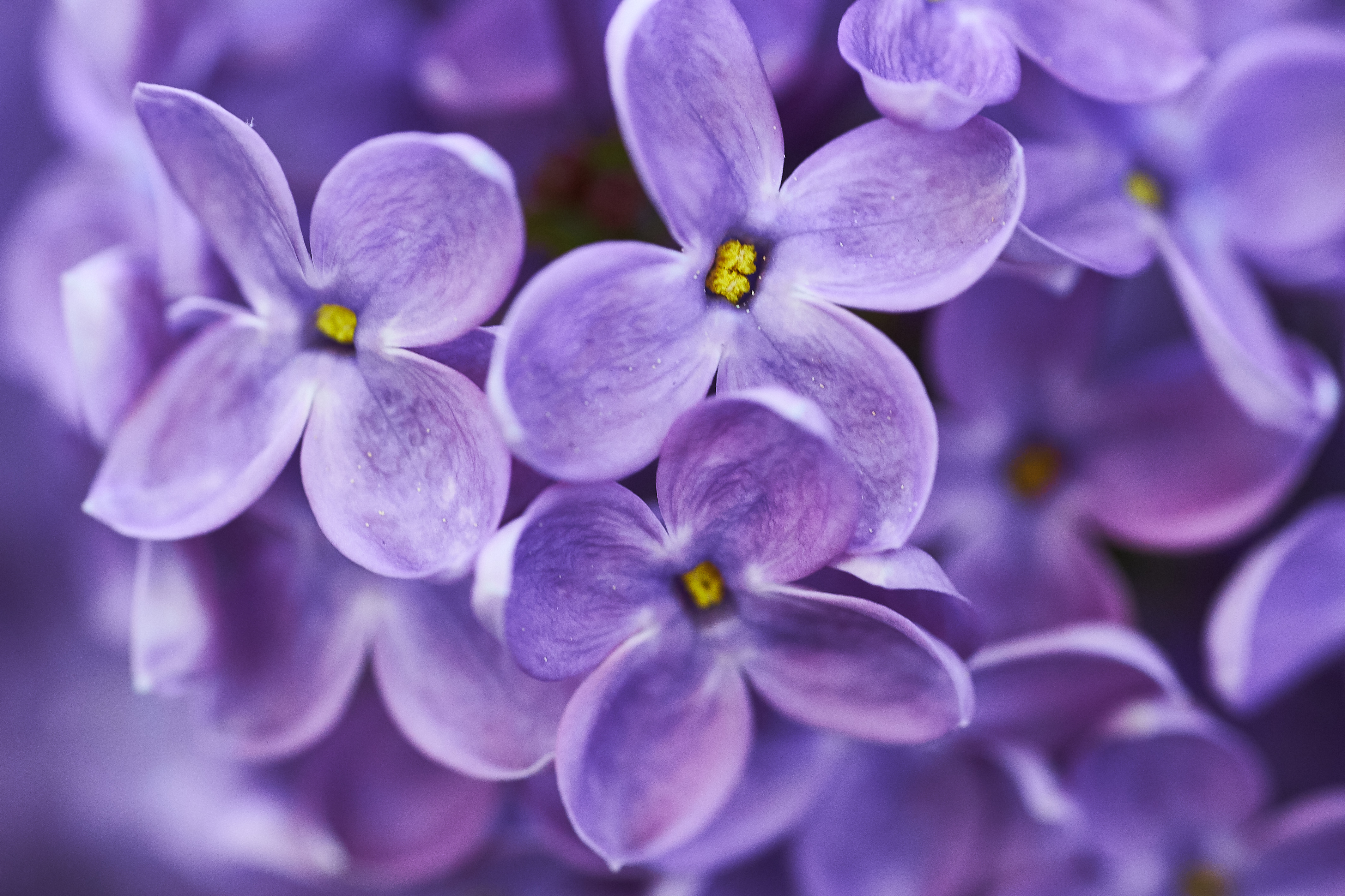 Lilac Flowers Purple Macro