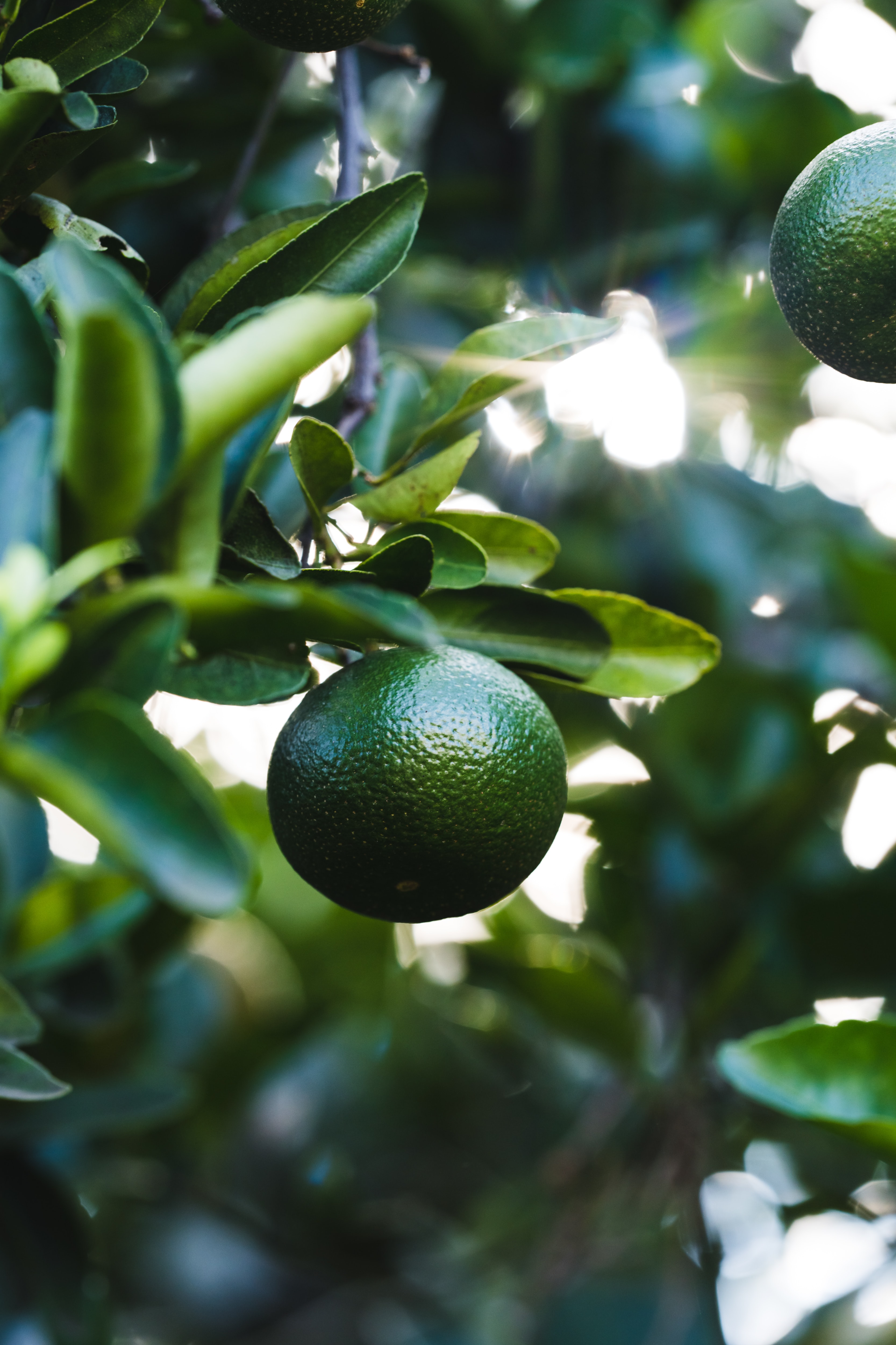 Lime Fruit Branch Leaves Plant Green