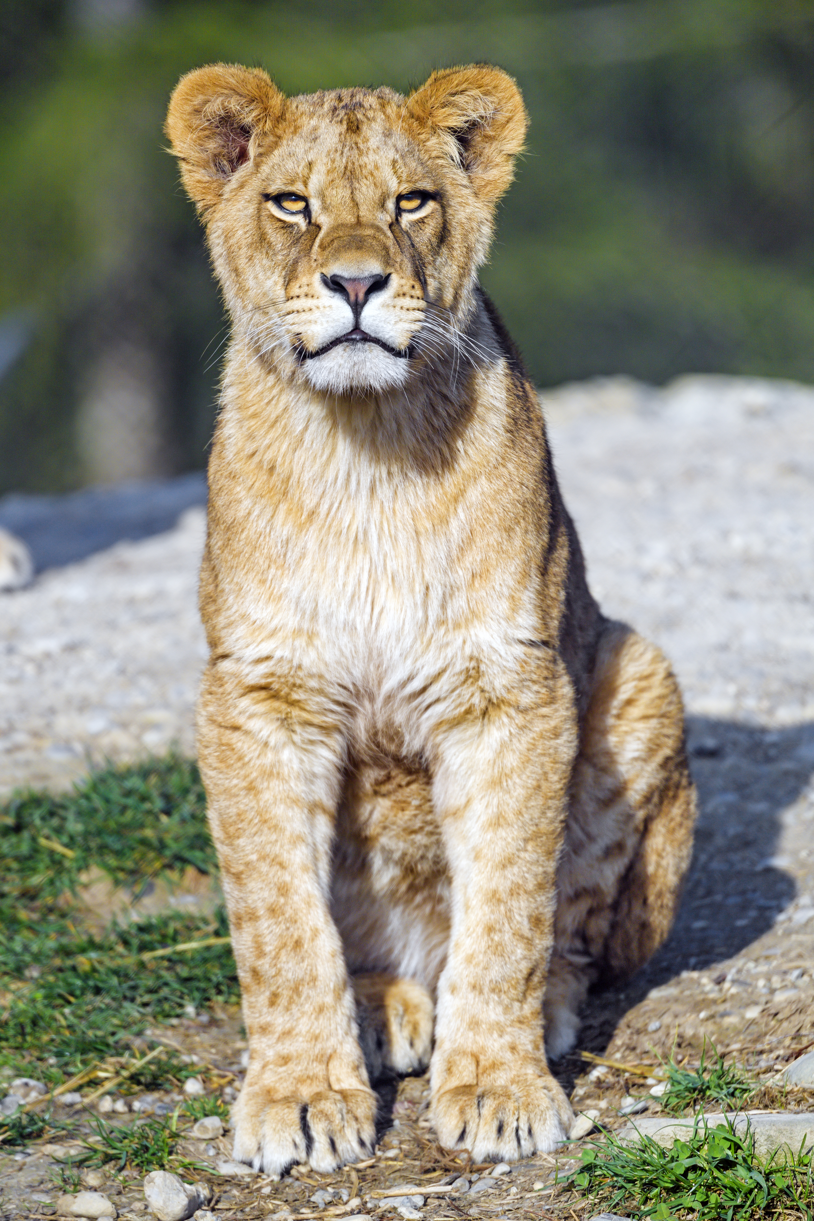 Lion-cub Lion Animal Big-cat