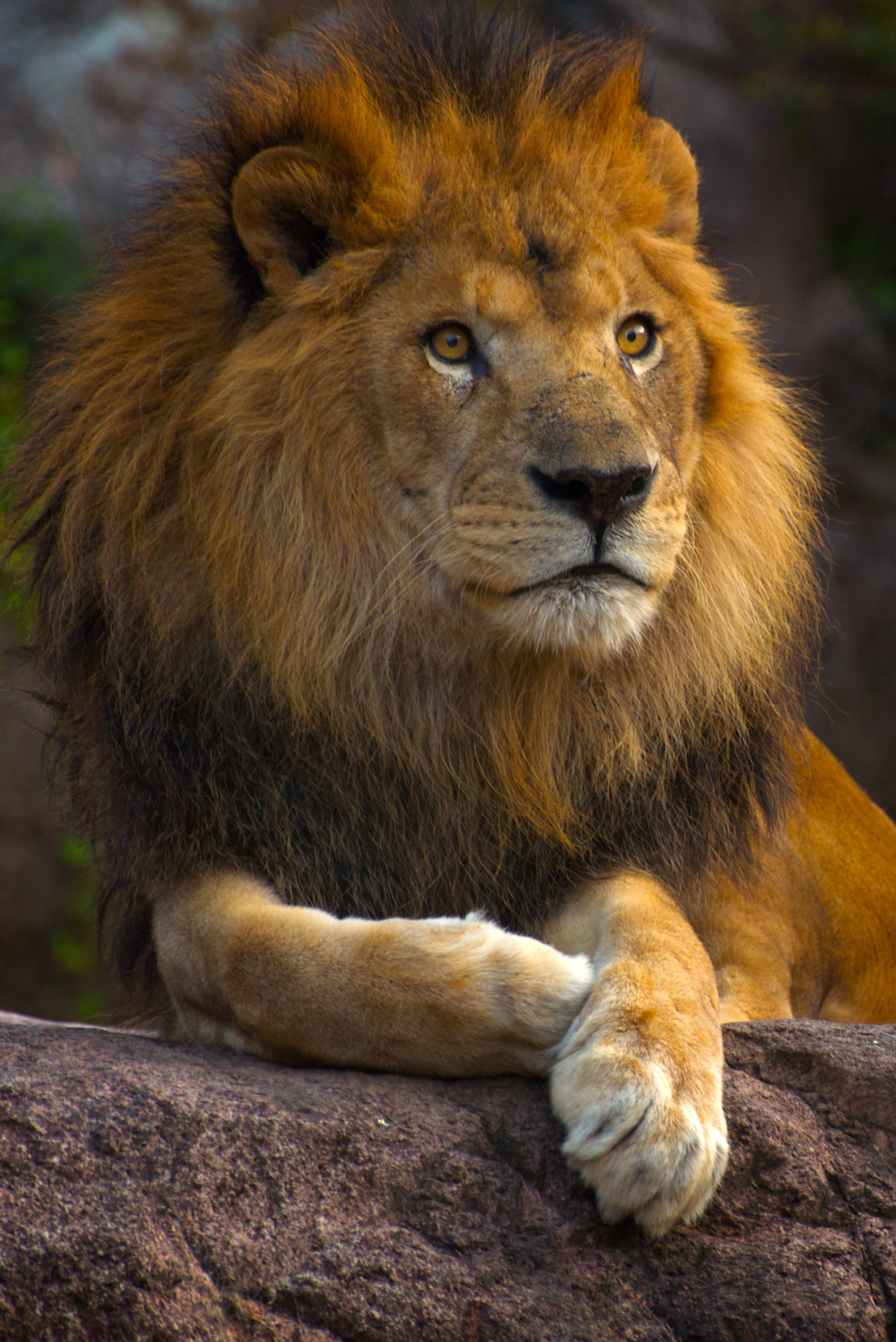 Lion Animal Glance Big-cat