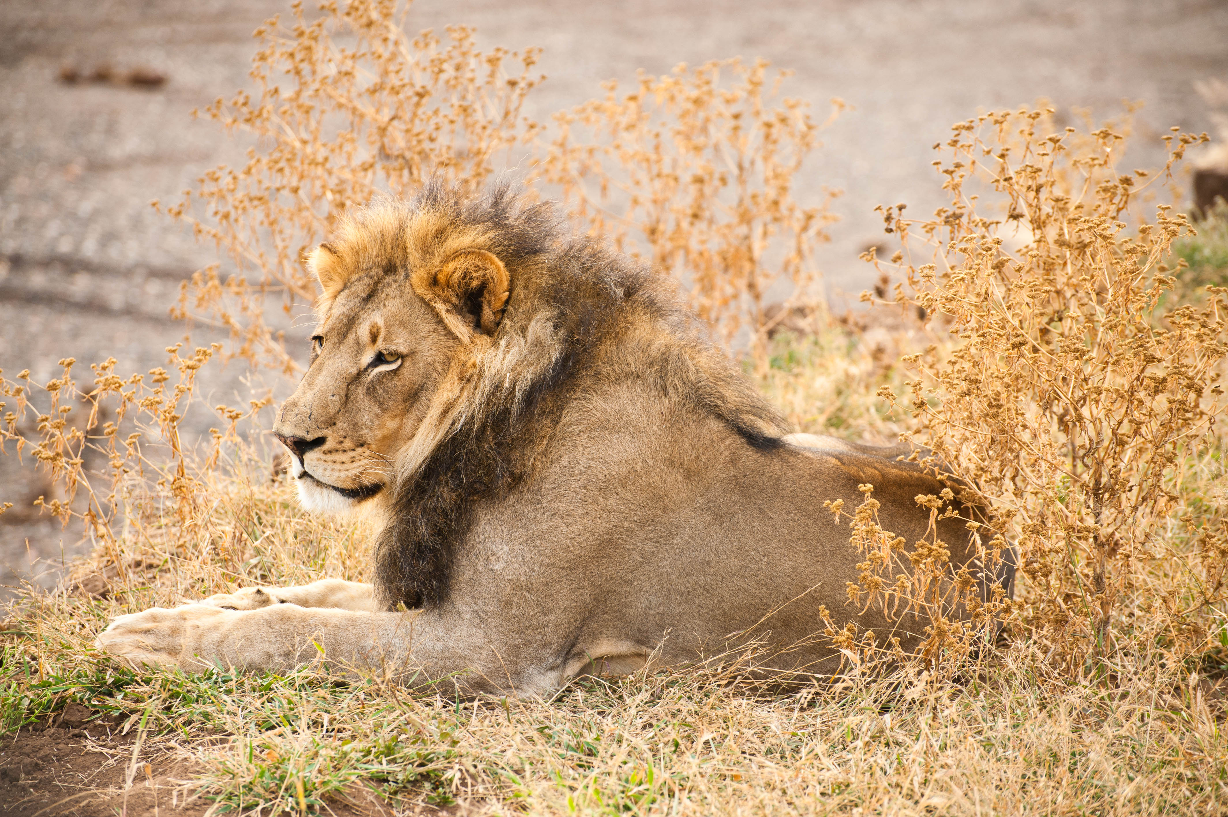 Lion Animal Glance Predator Big-cat