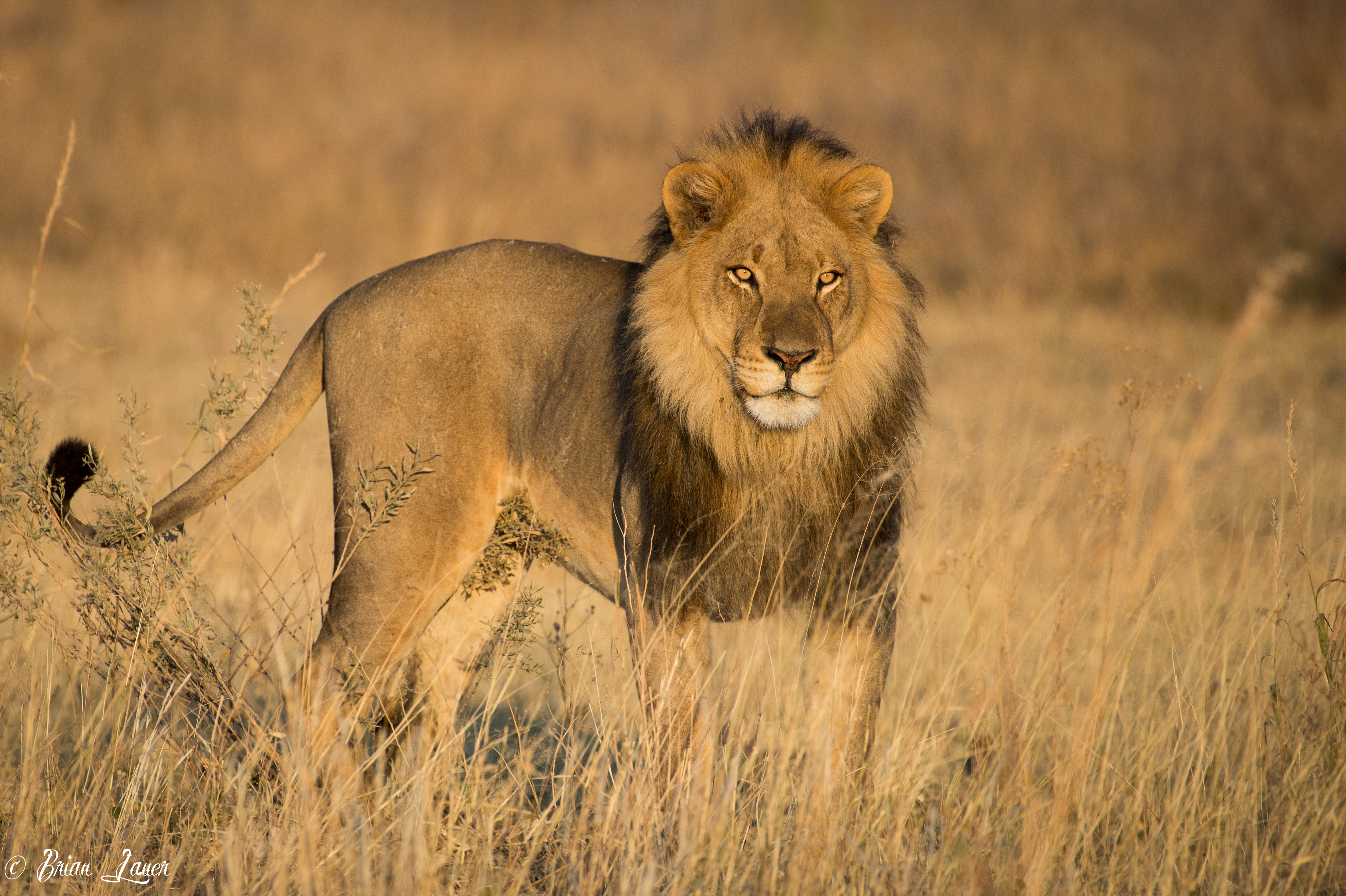 Lion Animal Predator Glance Mane Wildlife