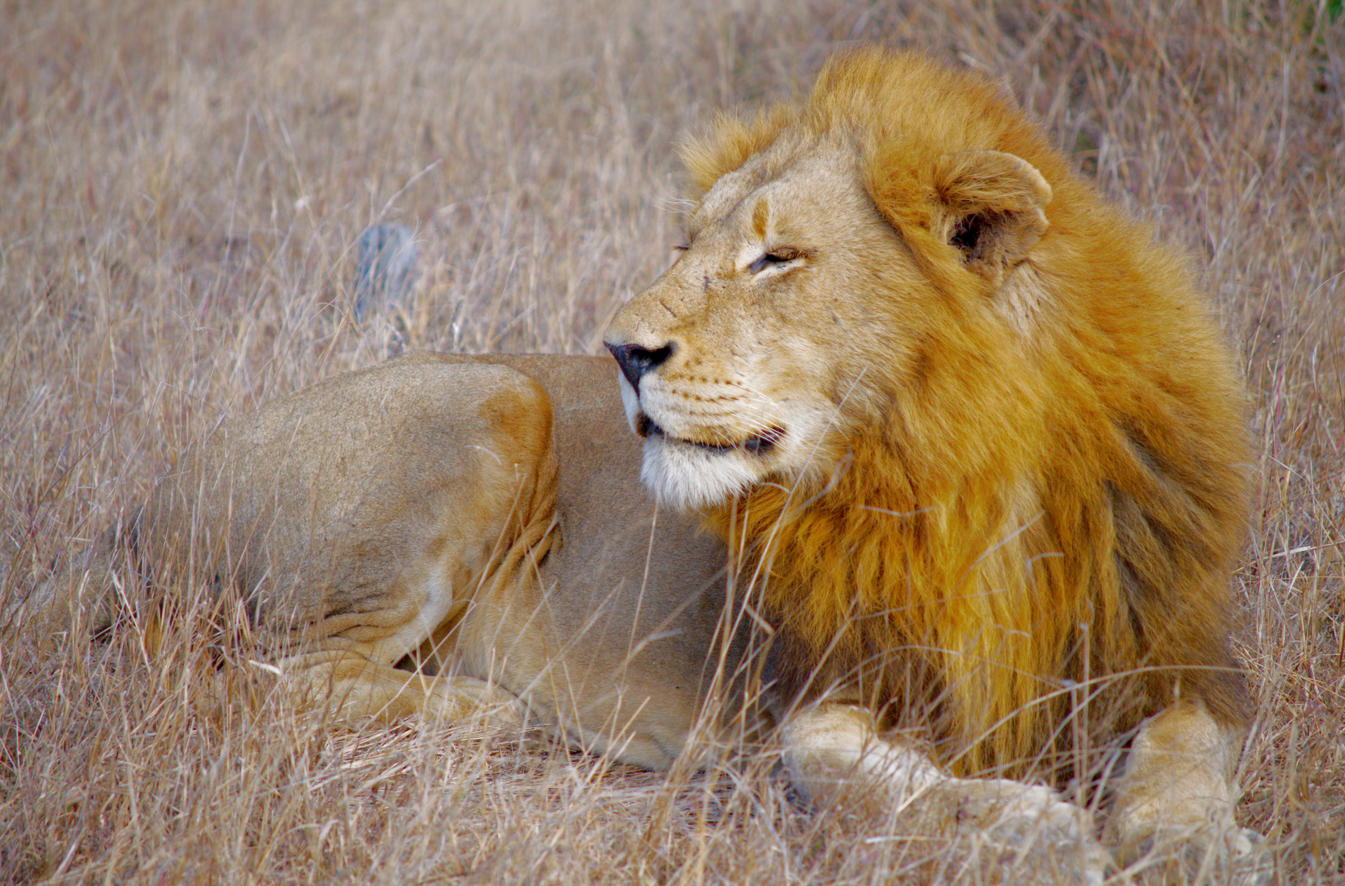Lion Animal Predator Mane Big-cat