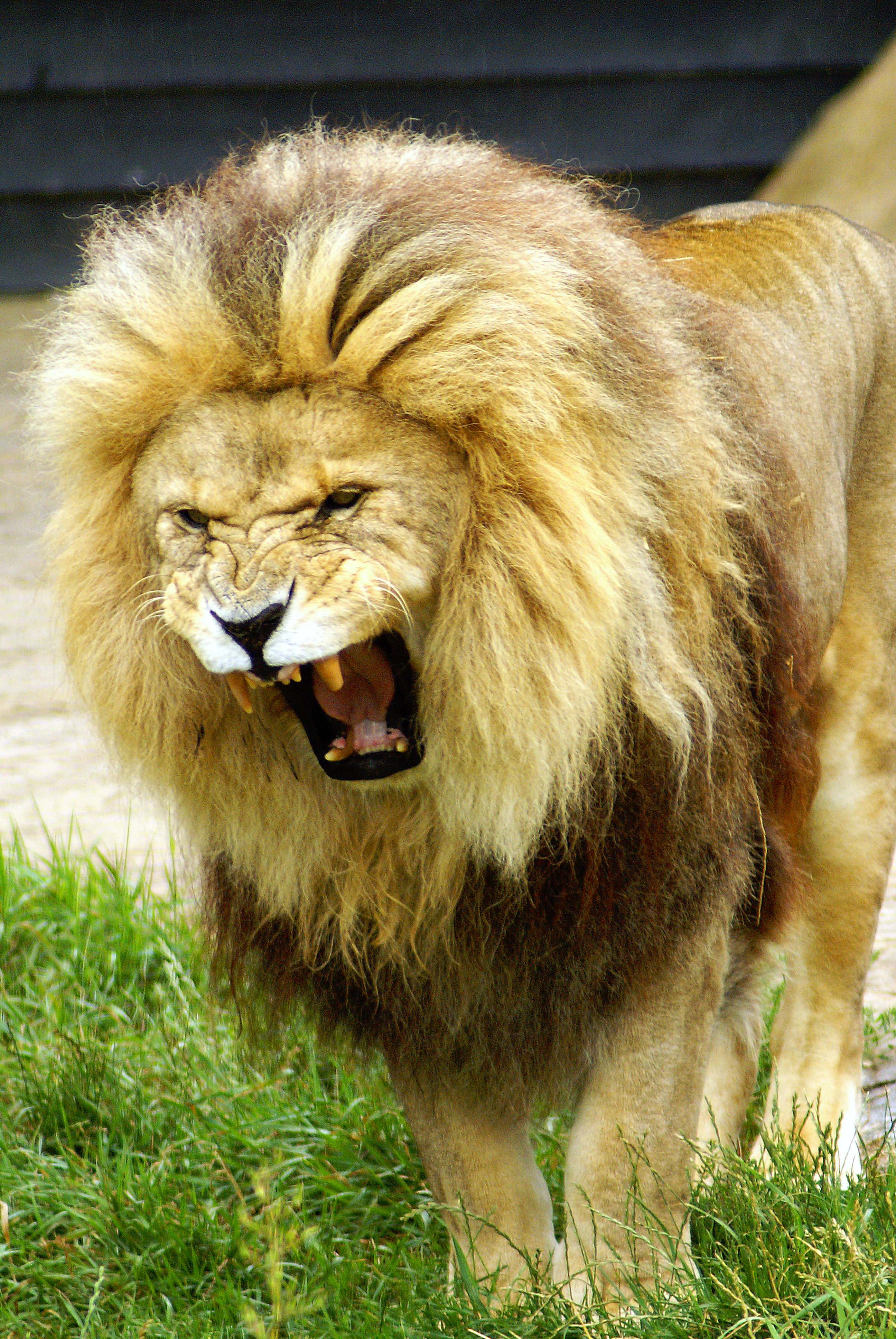 Lion Animal Predator Roar Big-cat