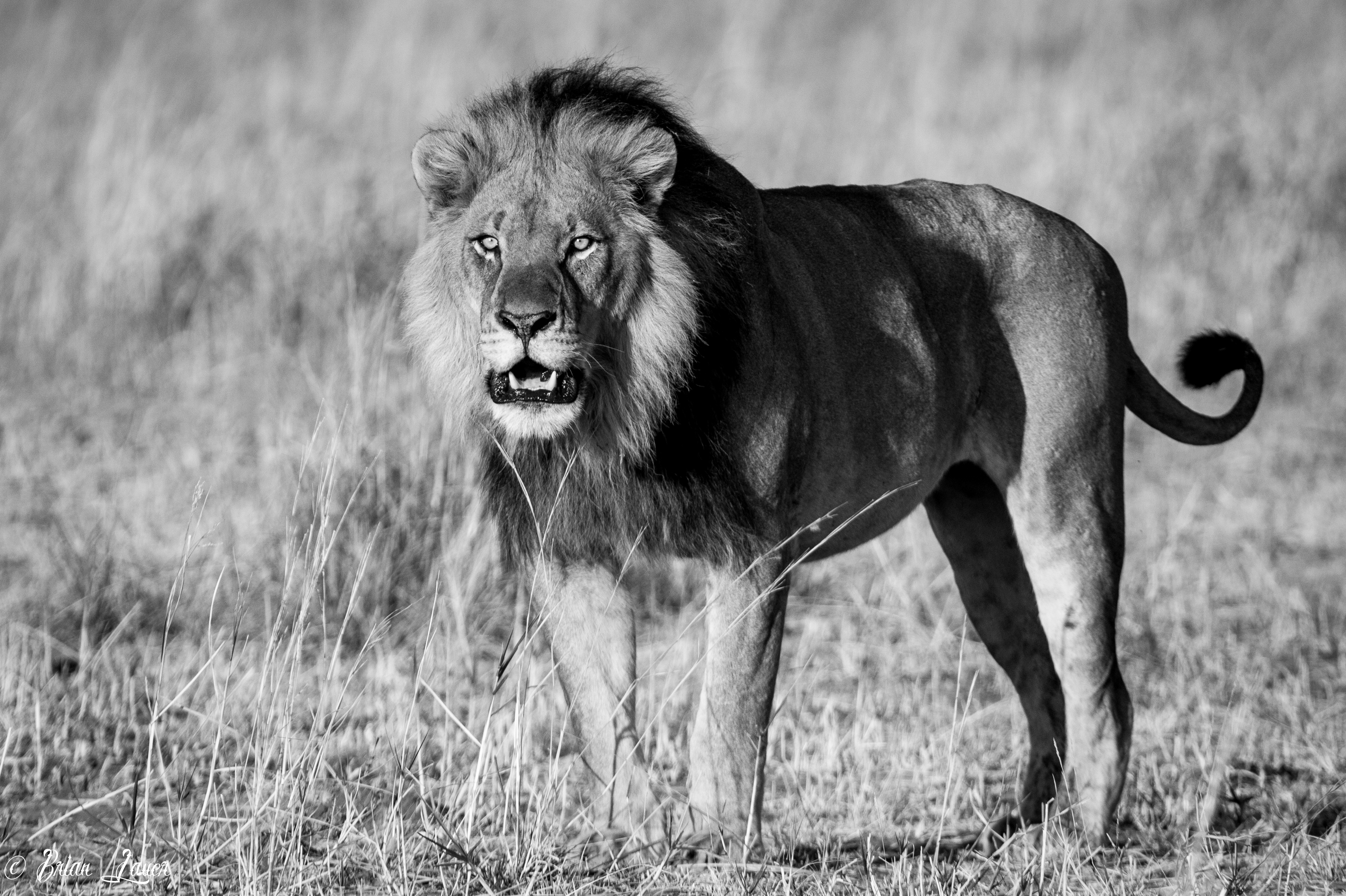 Lion Animal Predator Wildlife Black-and-white