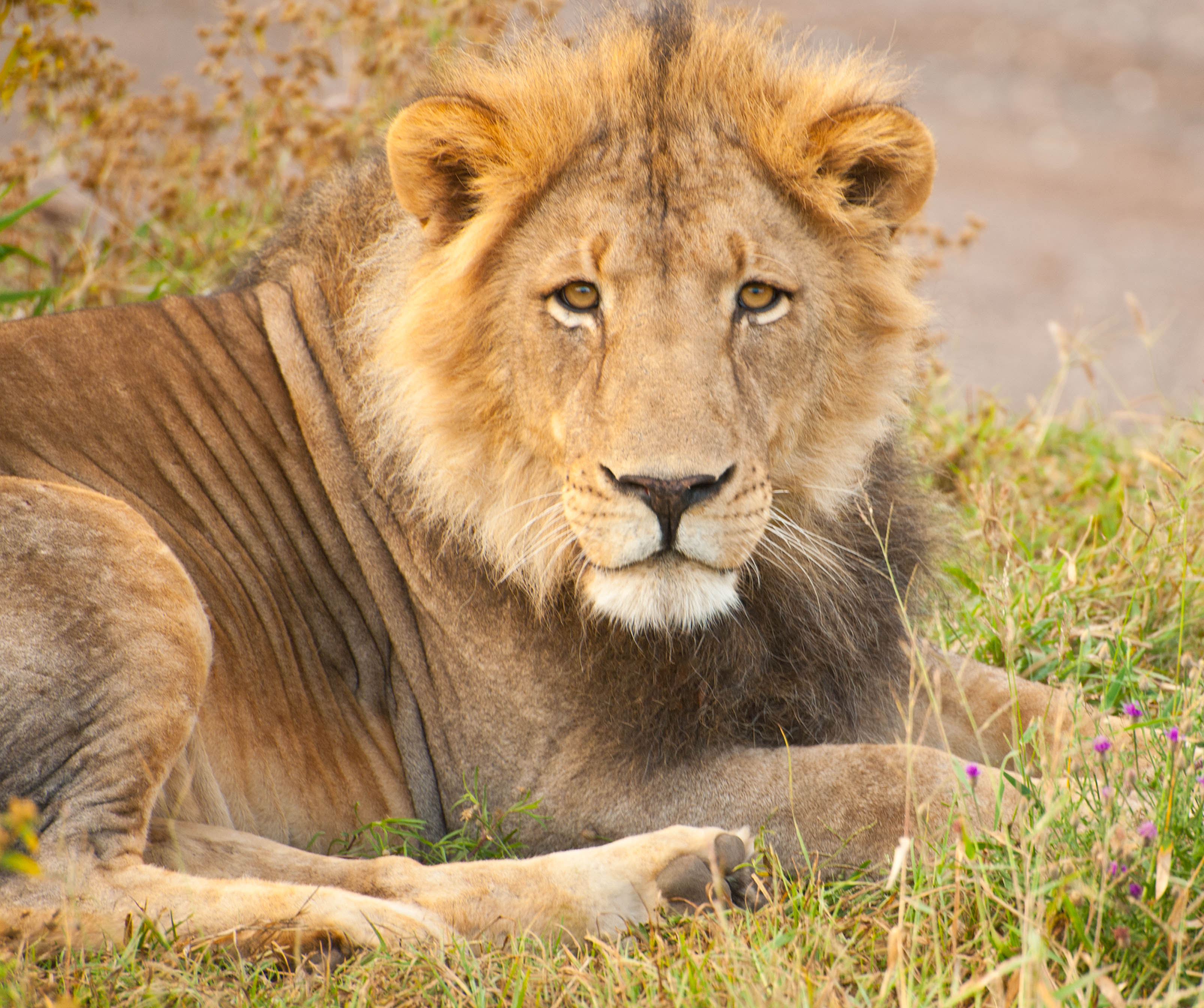 Lion Glance Animal Predator Big-cat