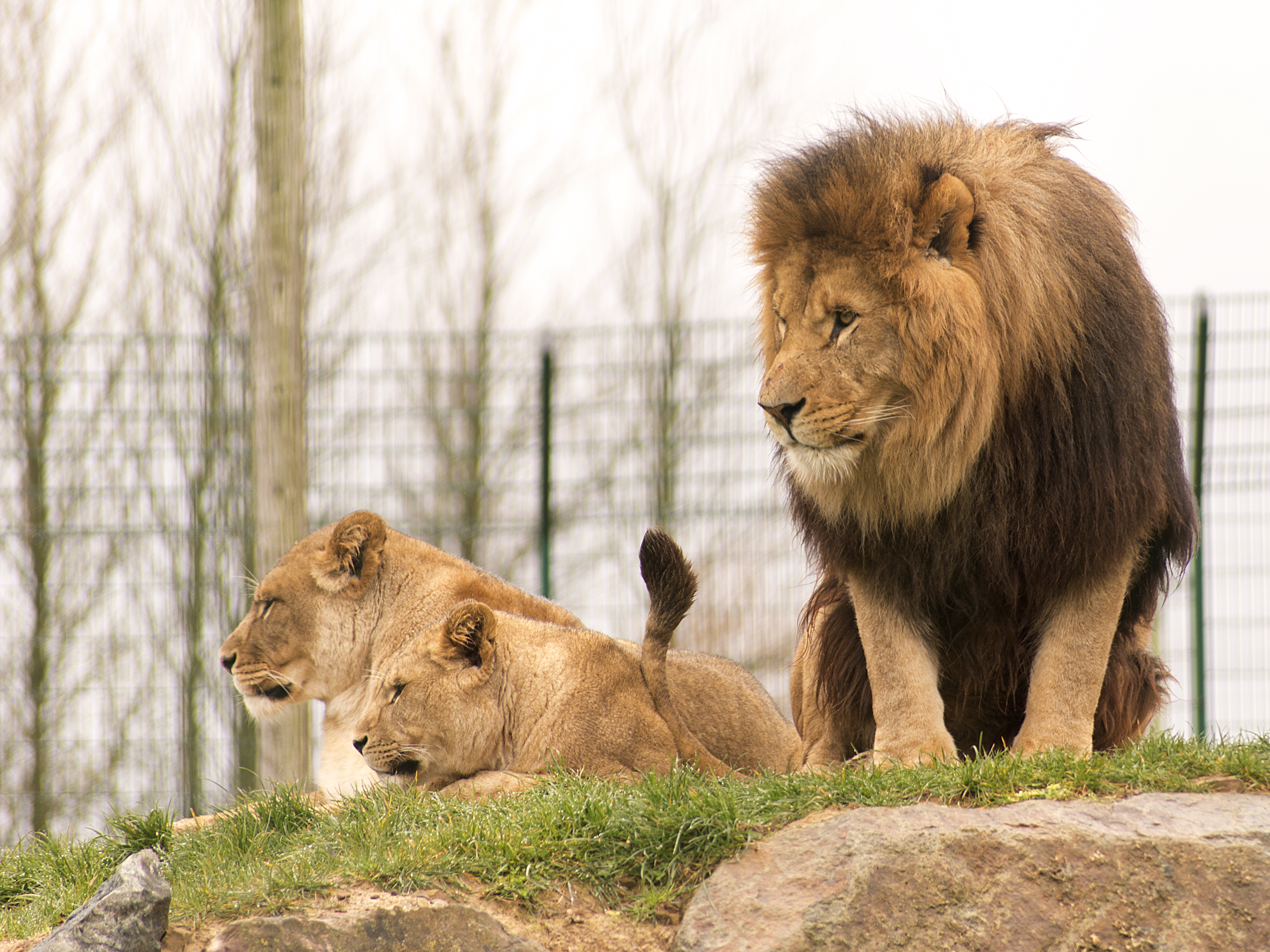 Lion Glance Predator Animal Big-cat