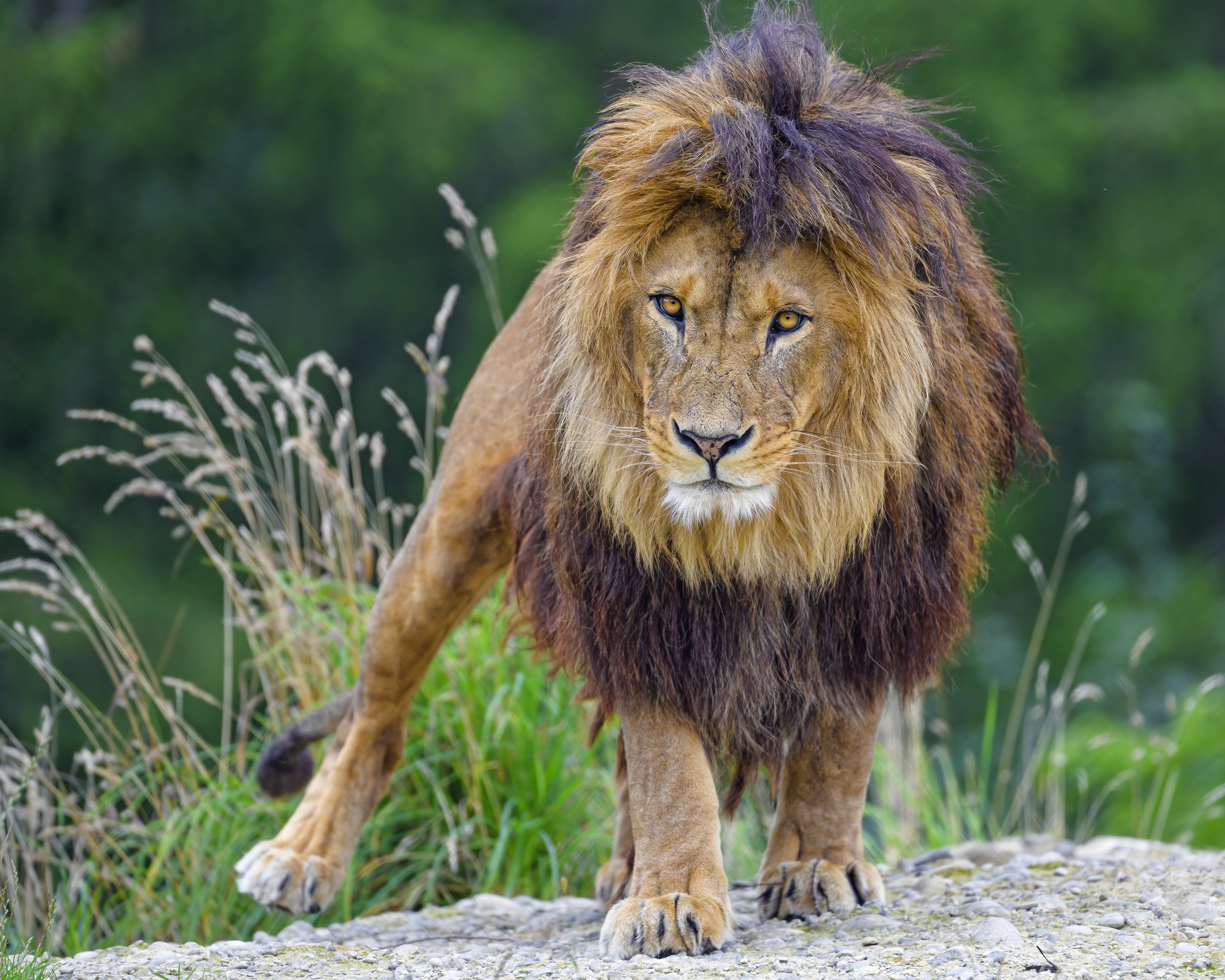 Lion Glance Predator Big-cat