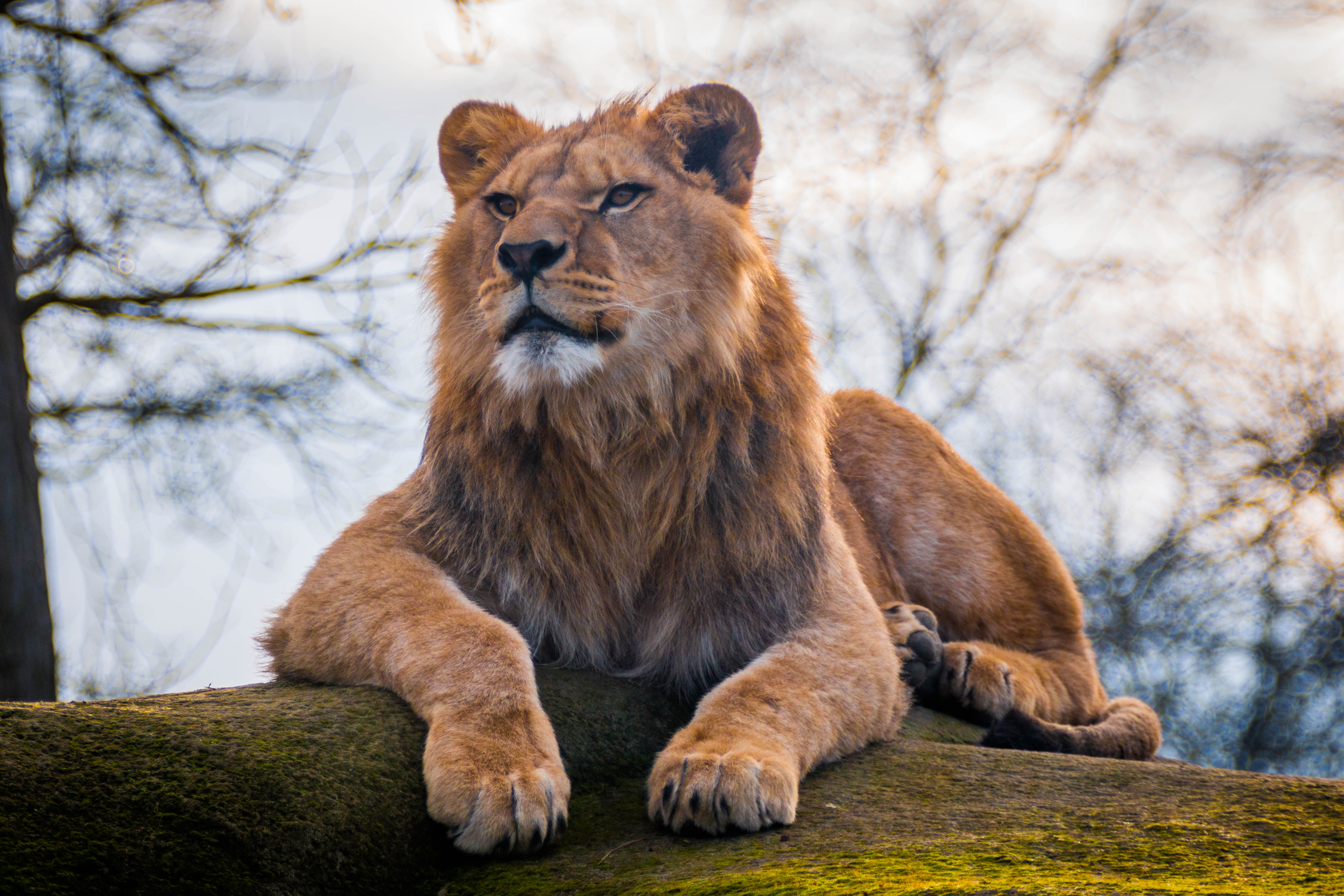 Lion Predator Animal Glance