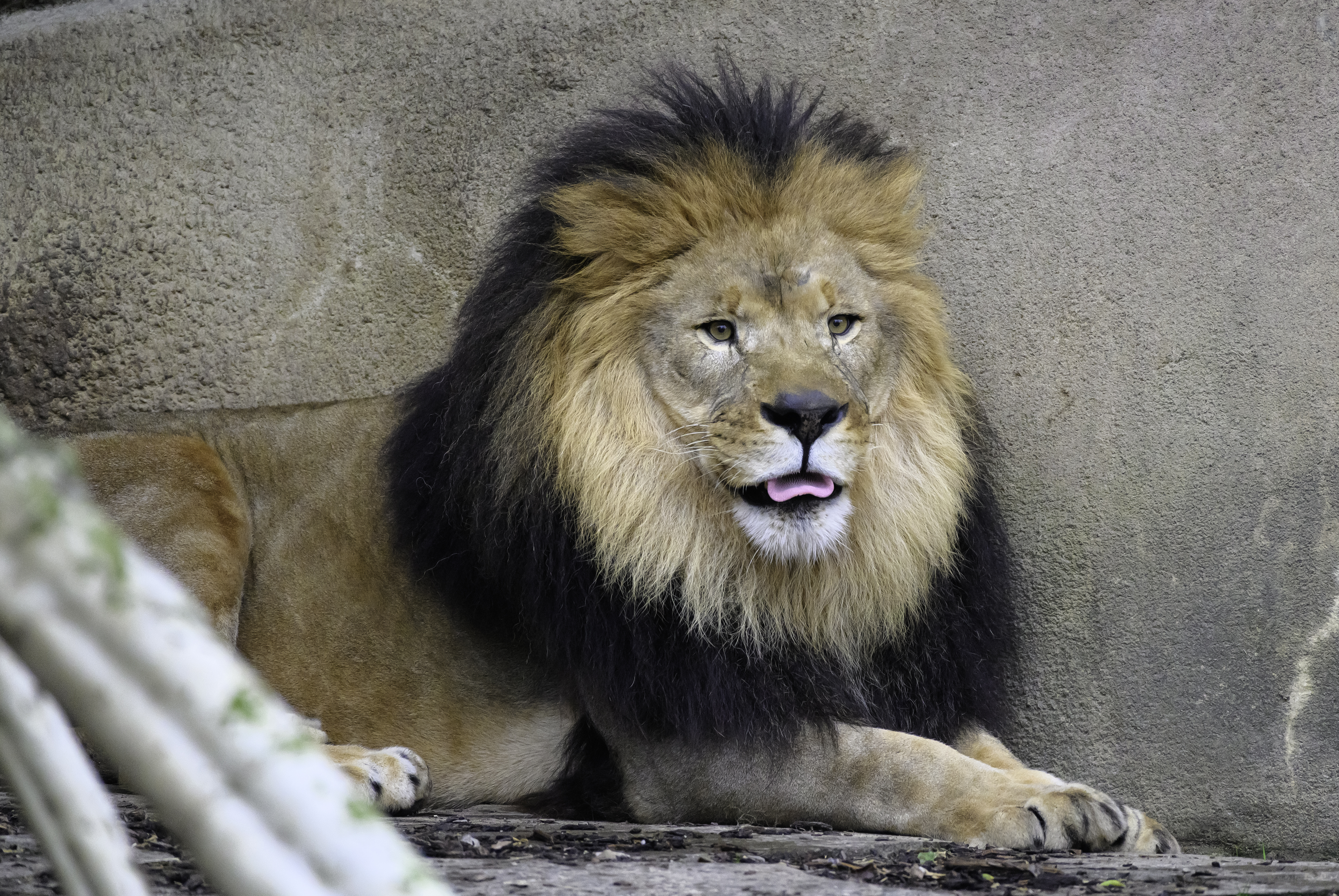 Lion Predator Animal Protruding-tongue