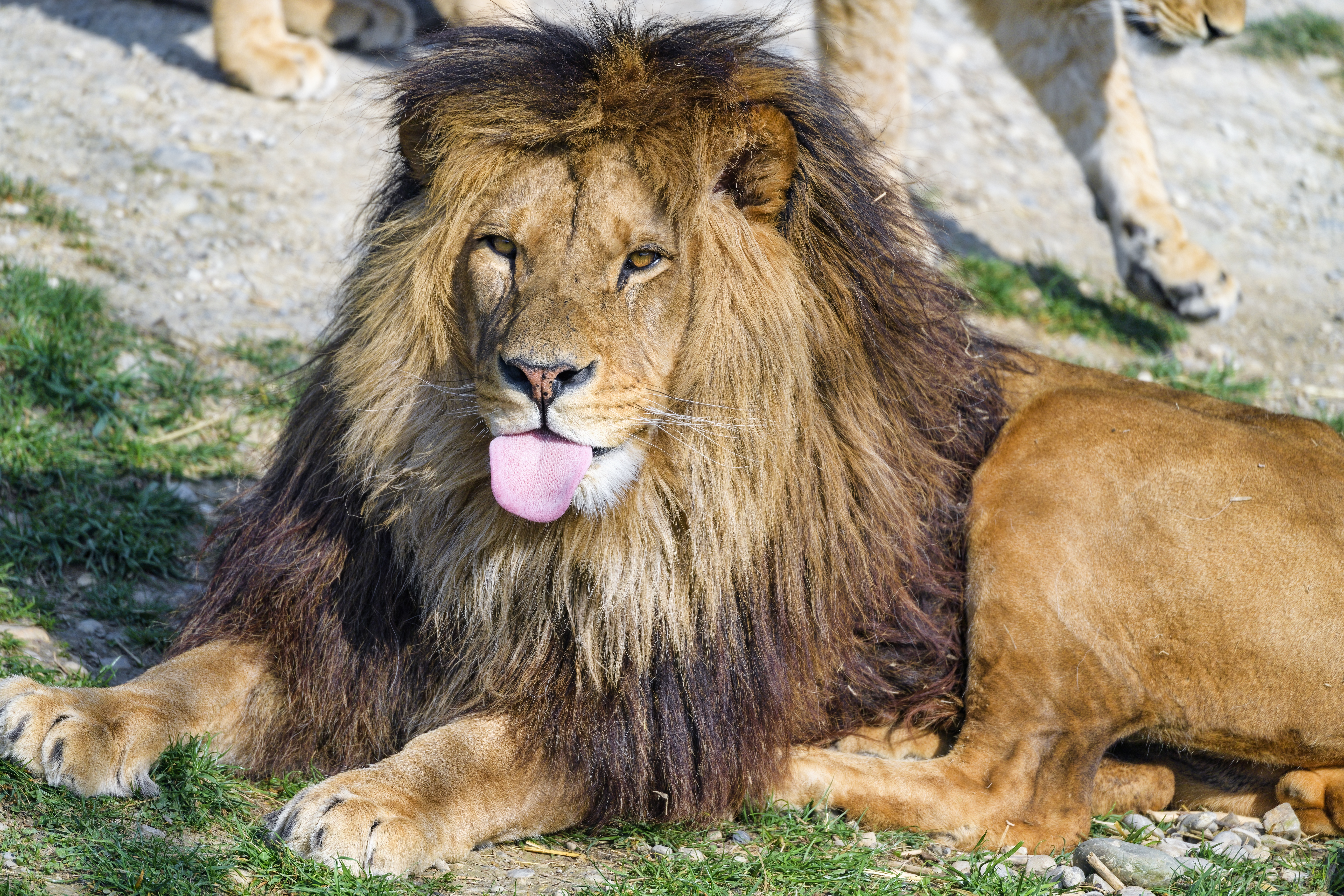 Lion Protruding-tongue Animal Big-cat