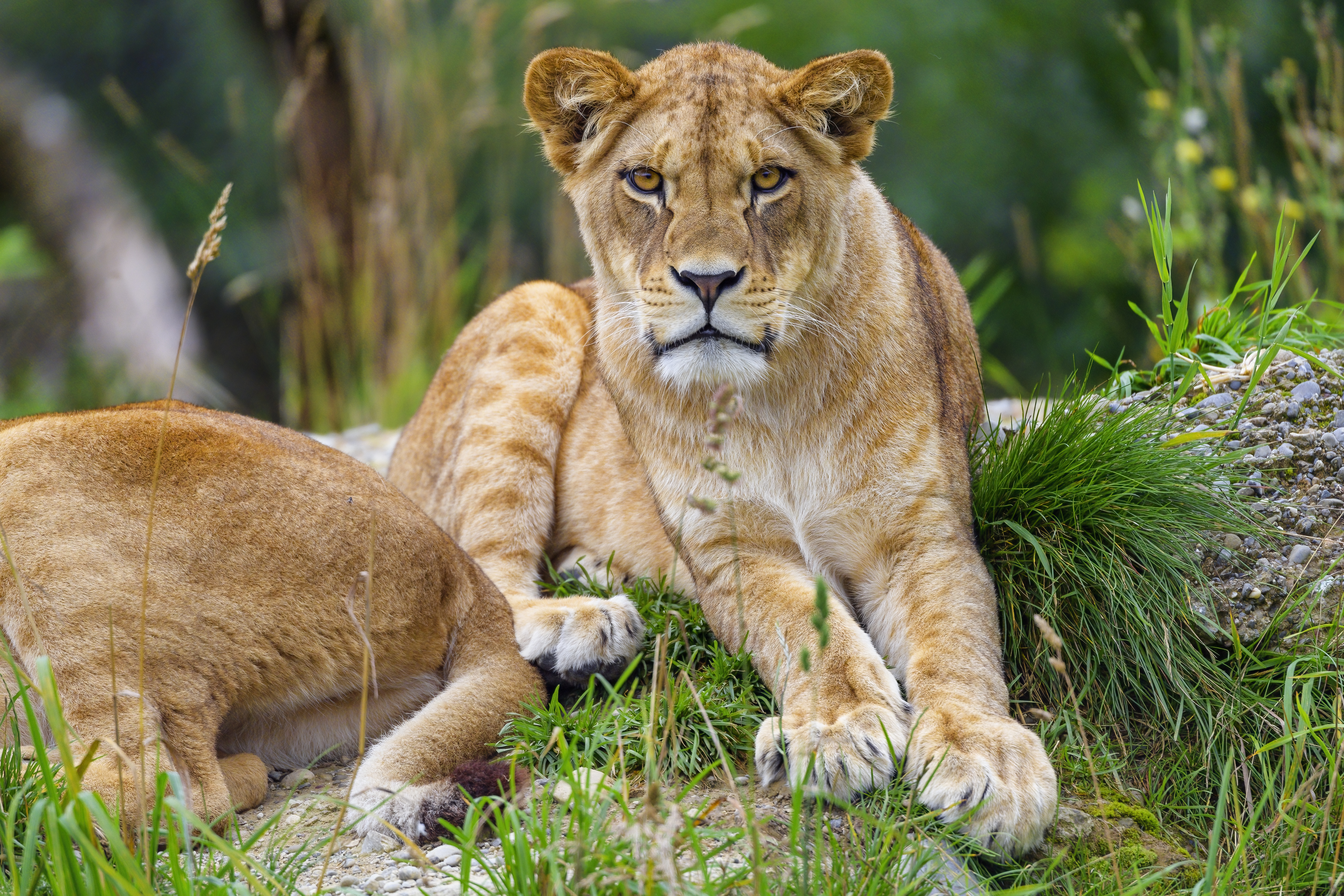 Lioness Animal Glance Predator Big-cat