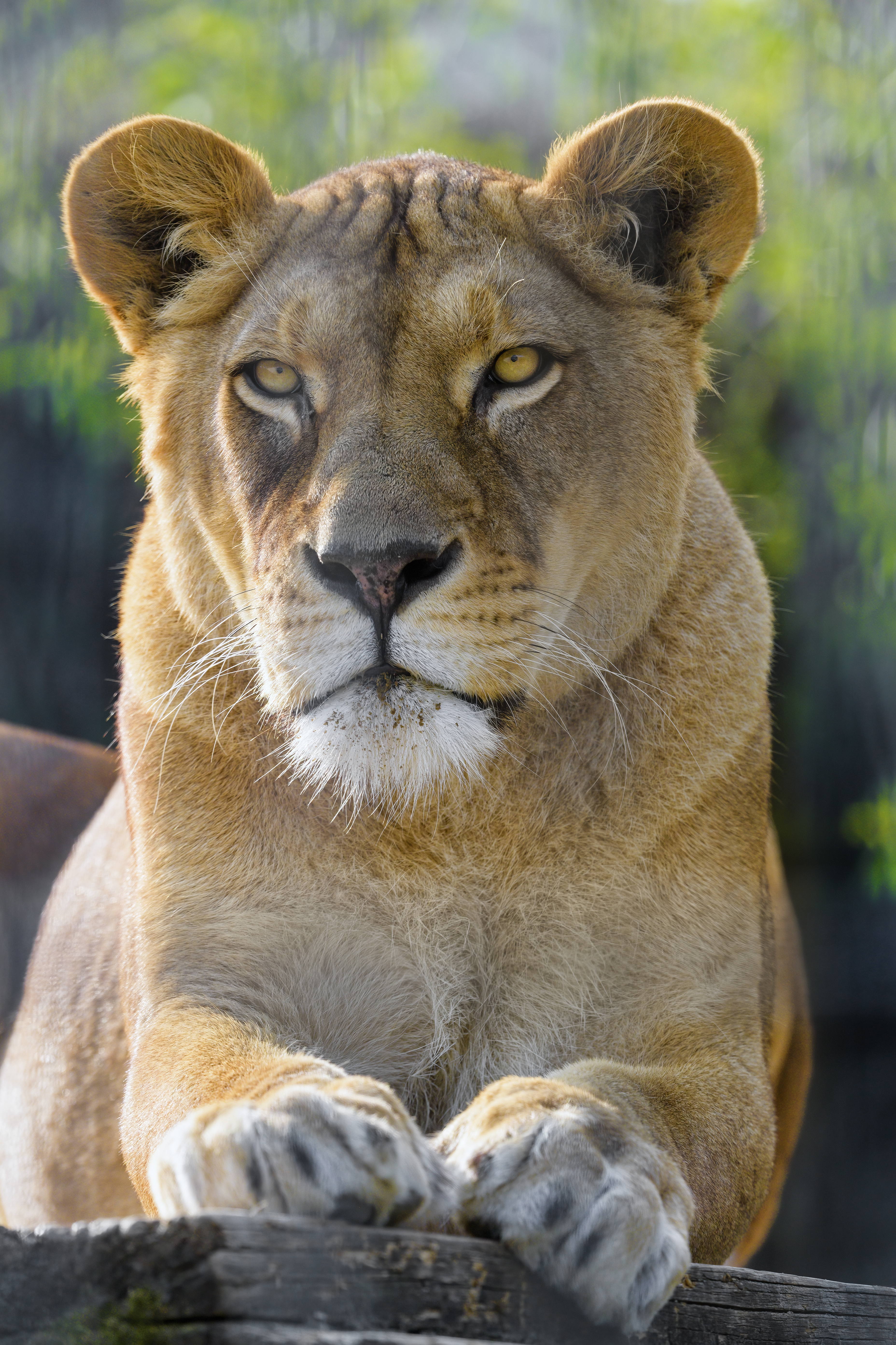 Lioness Animal Predator Glance Big-cat