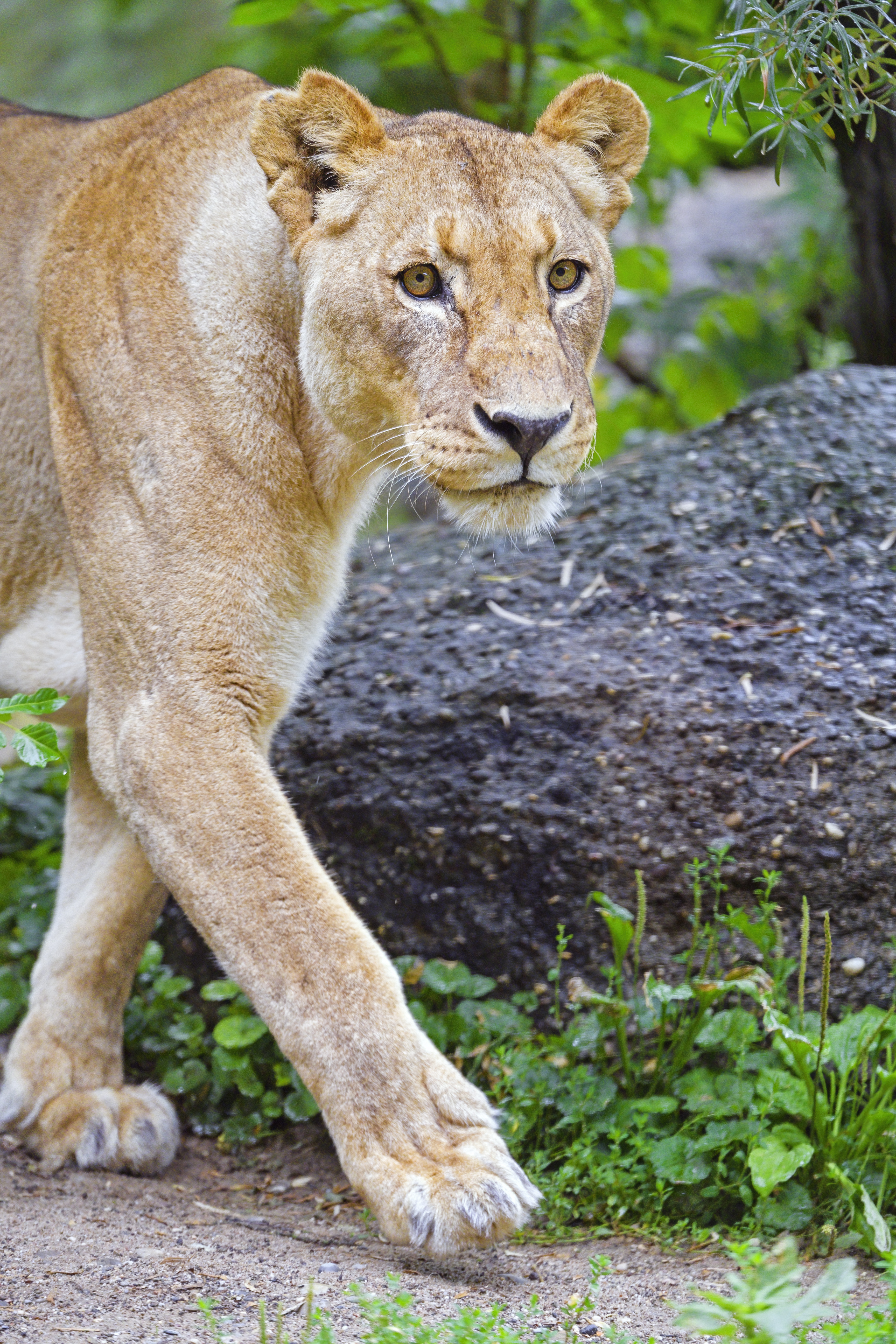 Lioness Lion Animal Glance Big-cat