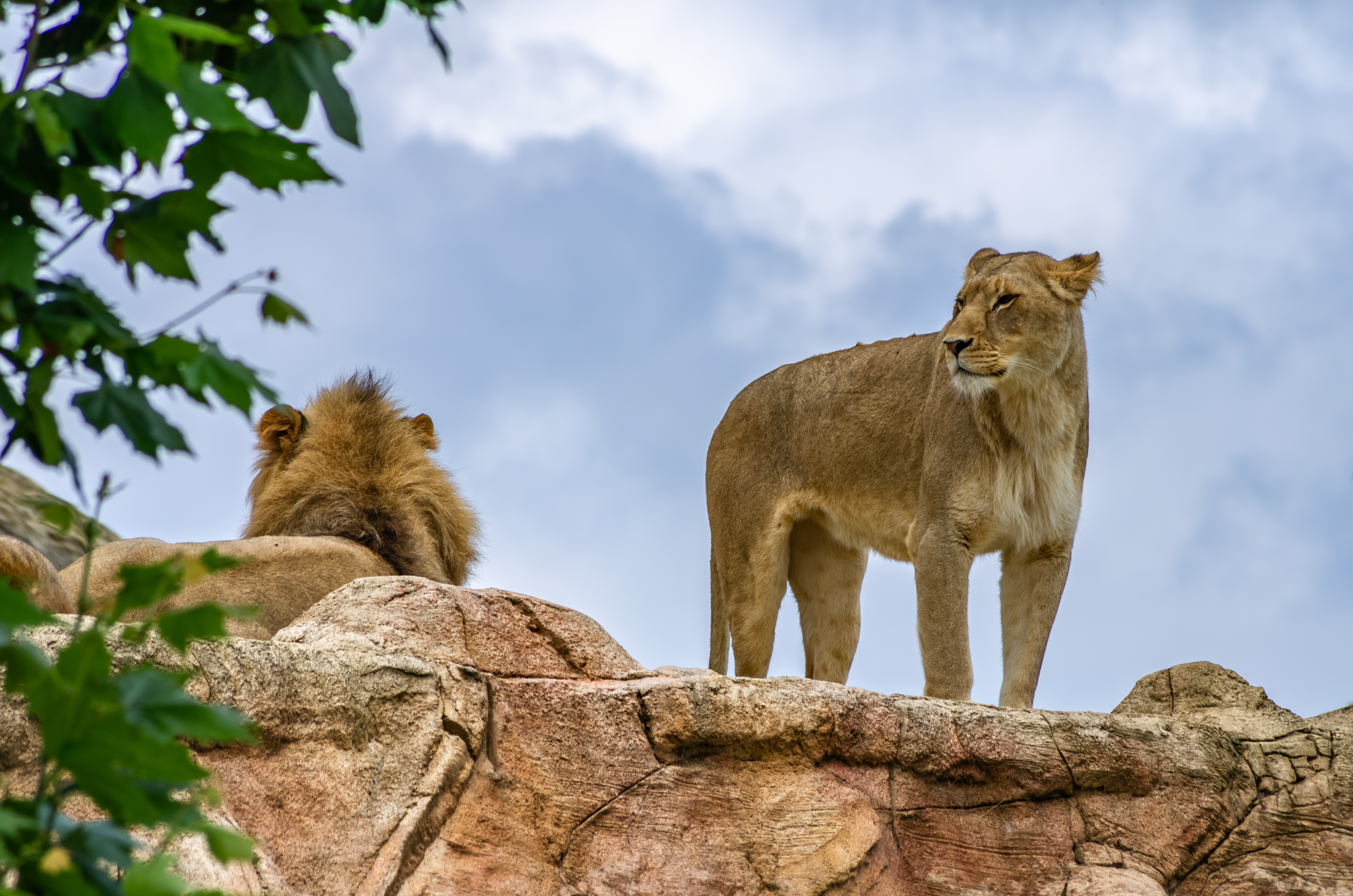 Lioness Lion Animal Predator Big-cat