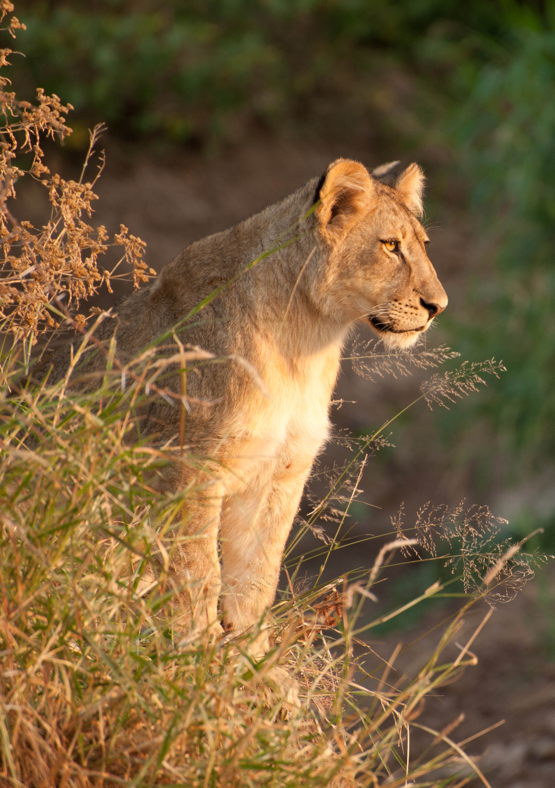 Lioness Predator Animal Big-cat