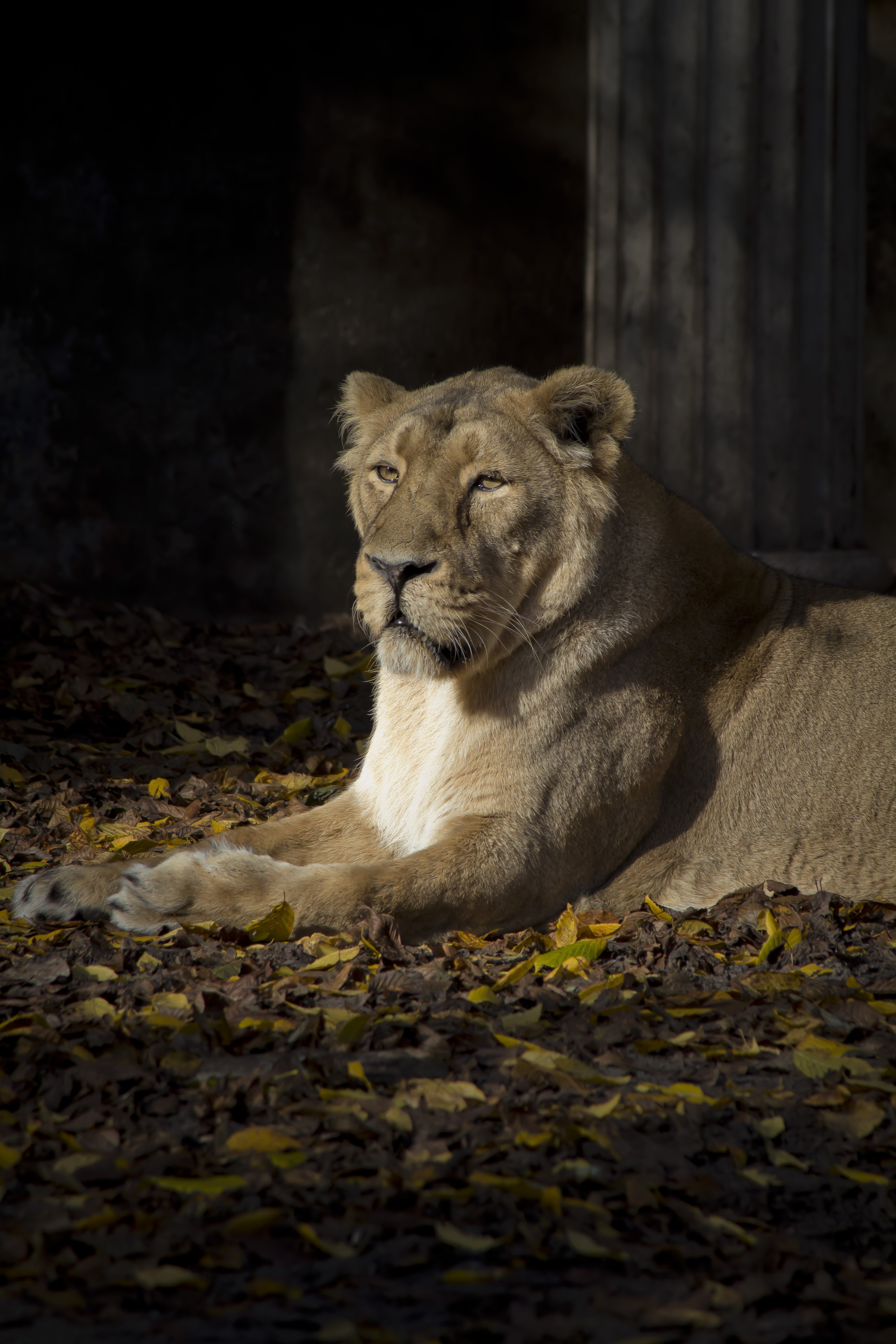 Lioness Predator Animal Glance Big-cat