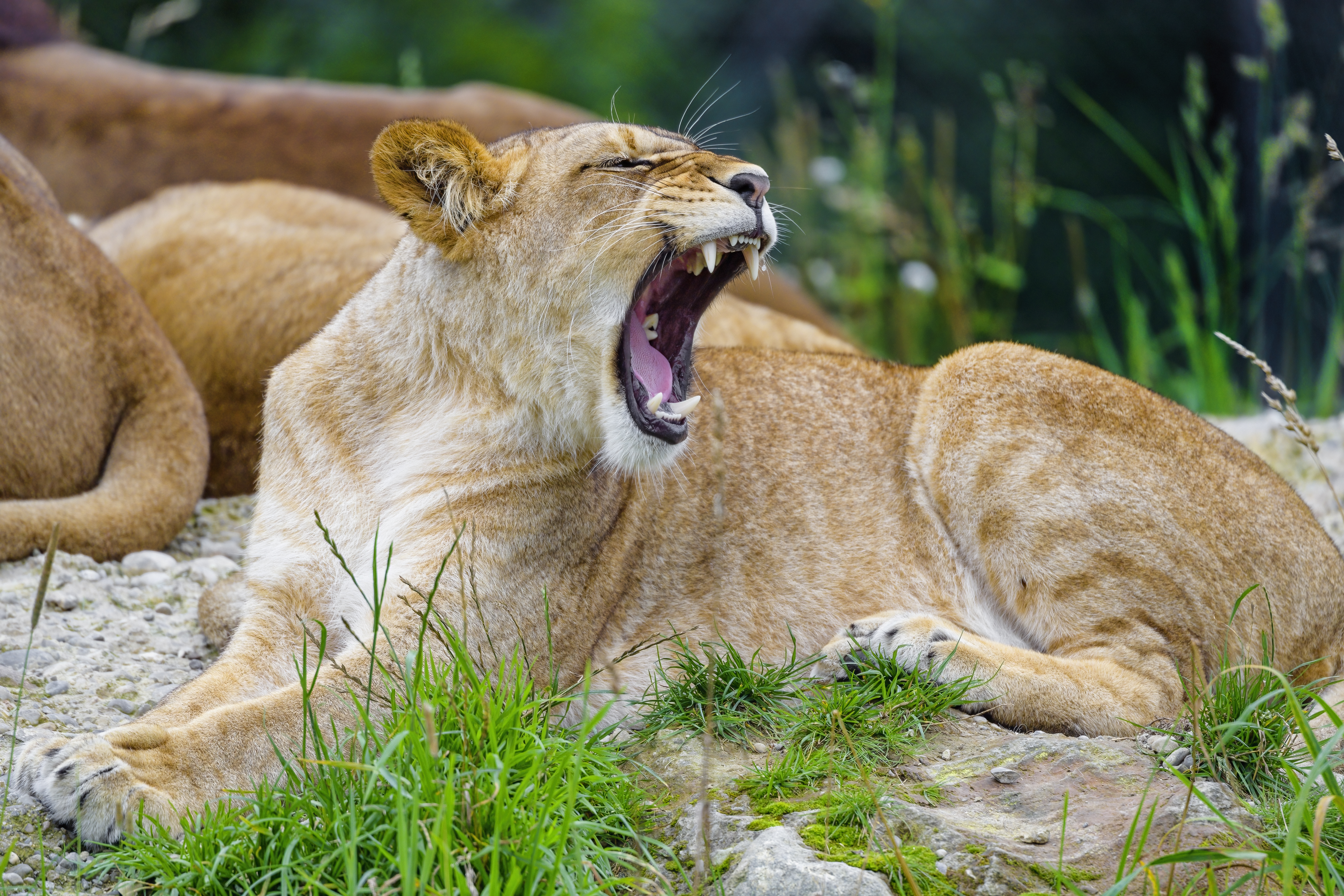 Lioness Yawn Animal Big-cat