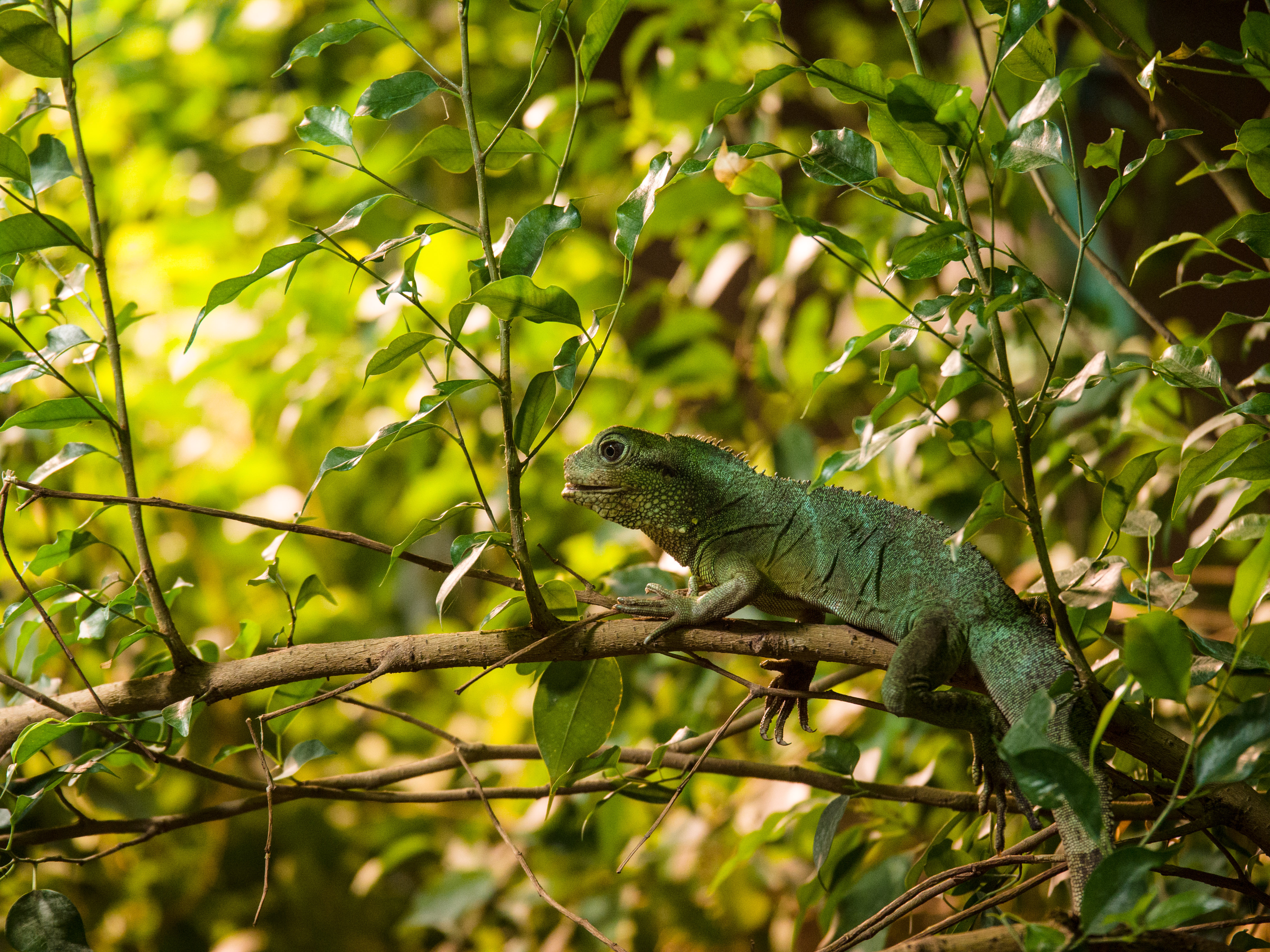 Lizard Reptile Leaves Branches Green