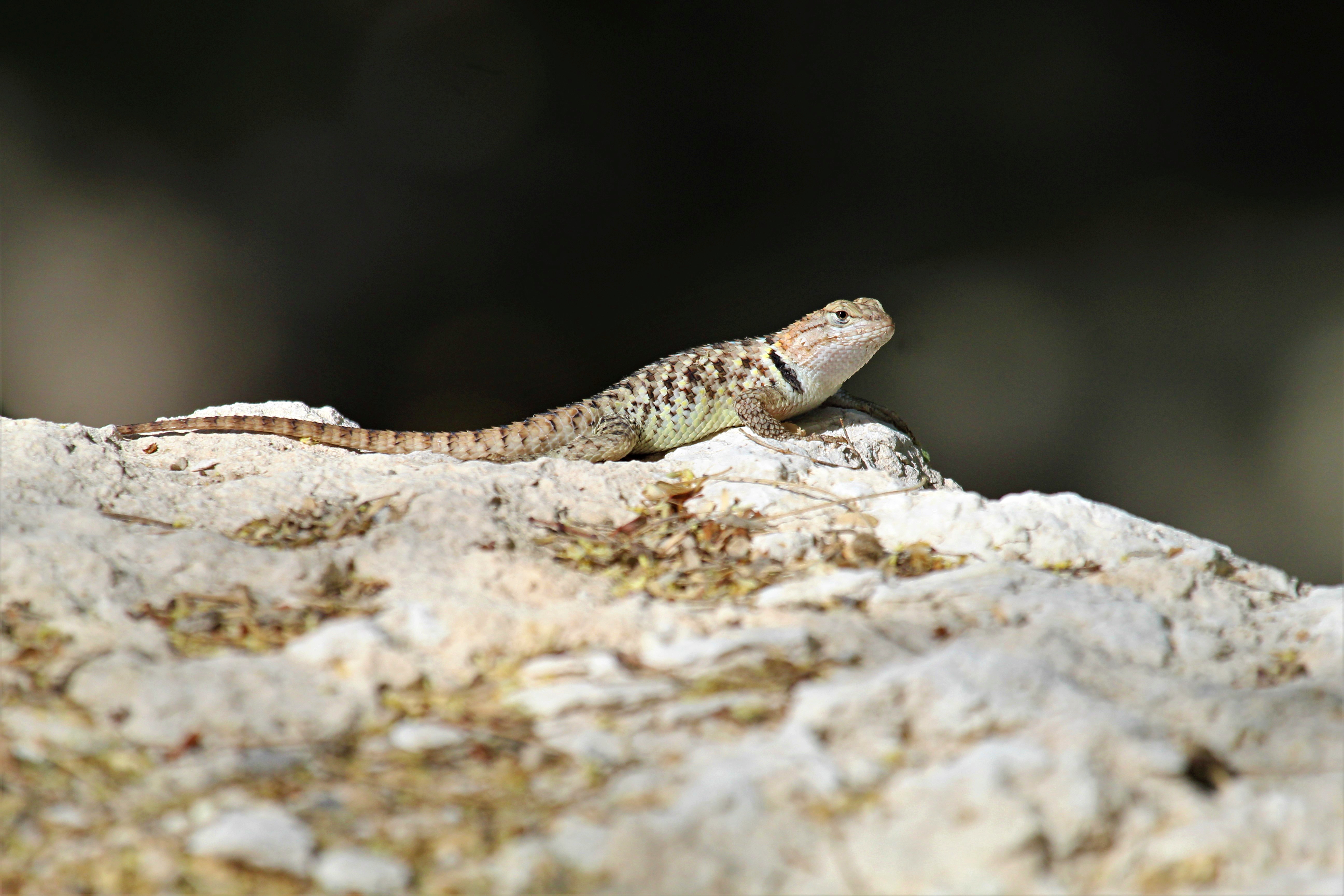 Lizard Reptile Stone
