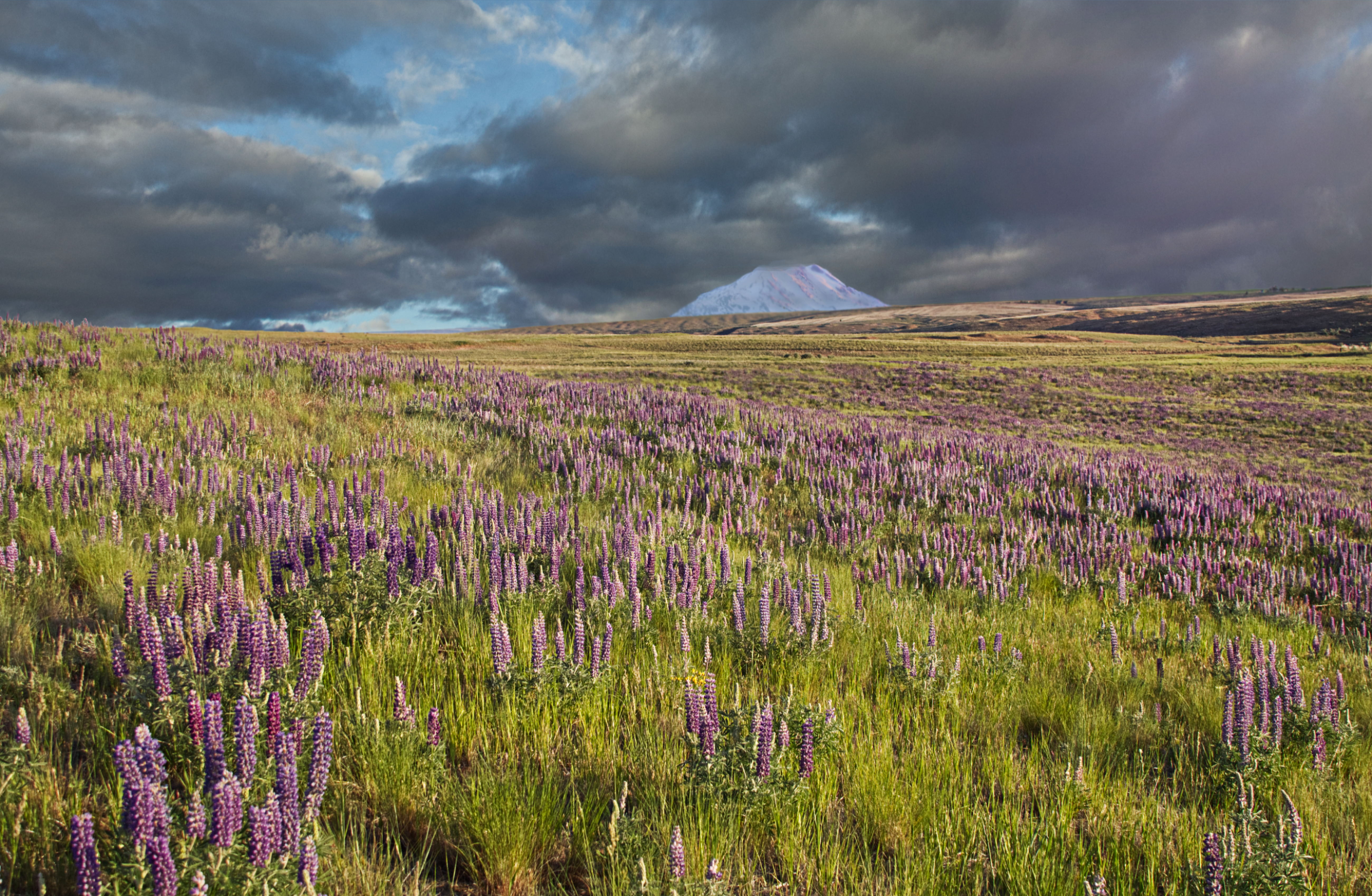 Lupins Flowers Field Mountain Clouds Landscape